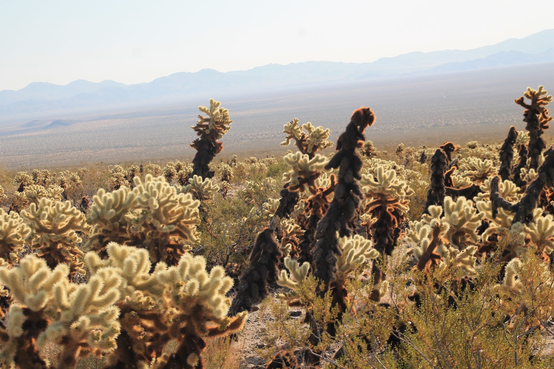 Joshua Tree photo