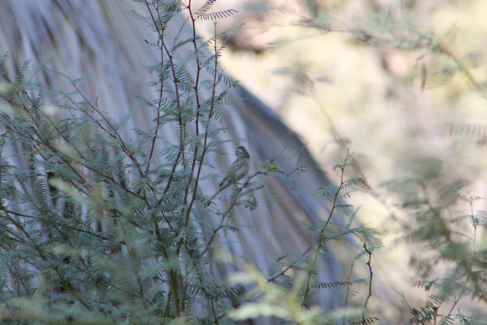 Joshua Tree photo