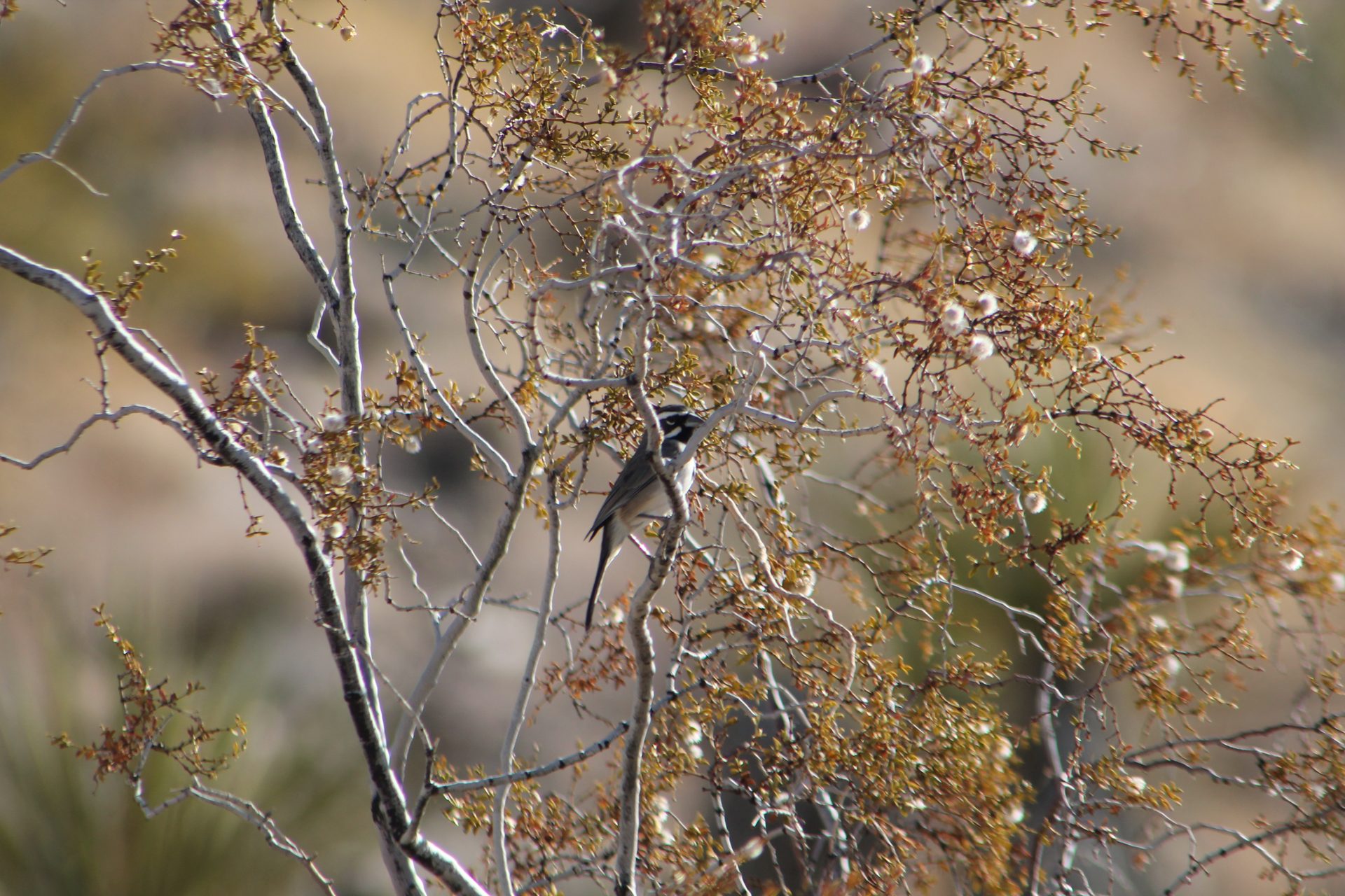 Joshua Tree photo