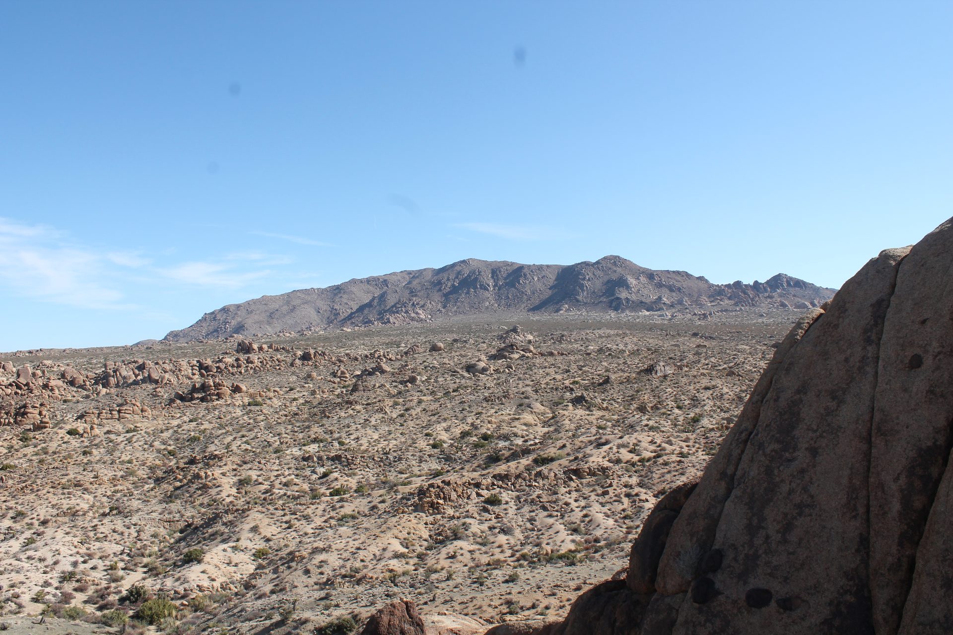 Joshua Tree photo