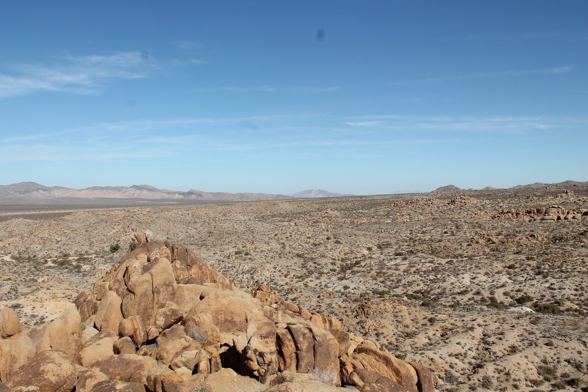 Joshua Tree photo
