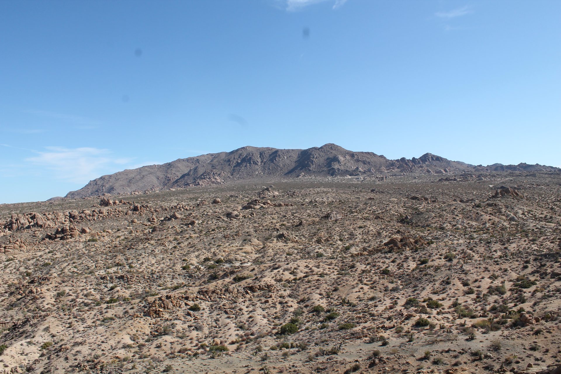 Joshua Tree photo