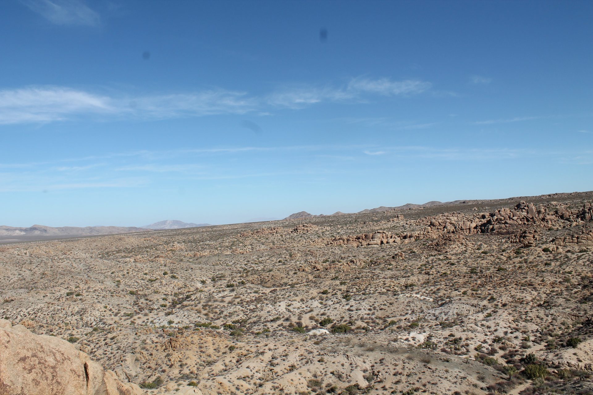 Joshua Tree photo
