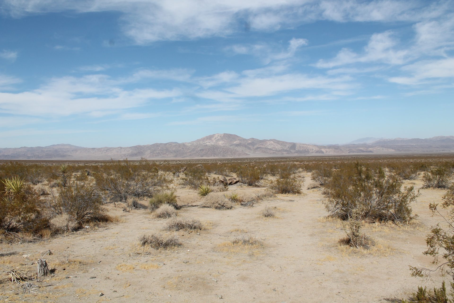 Joshua Tree photo