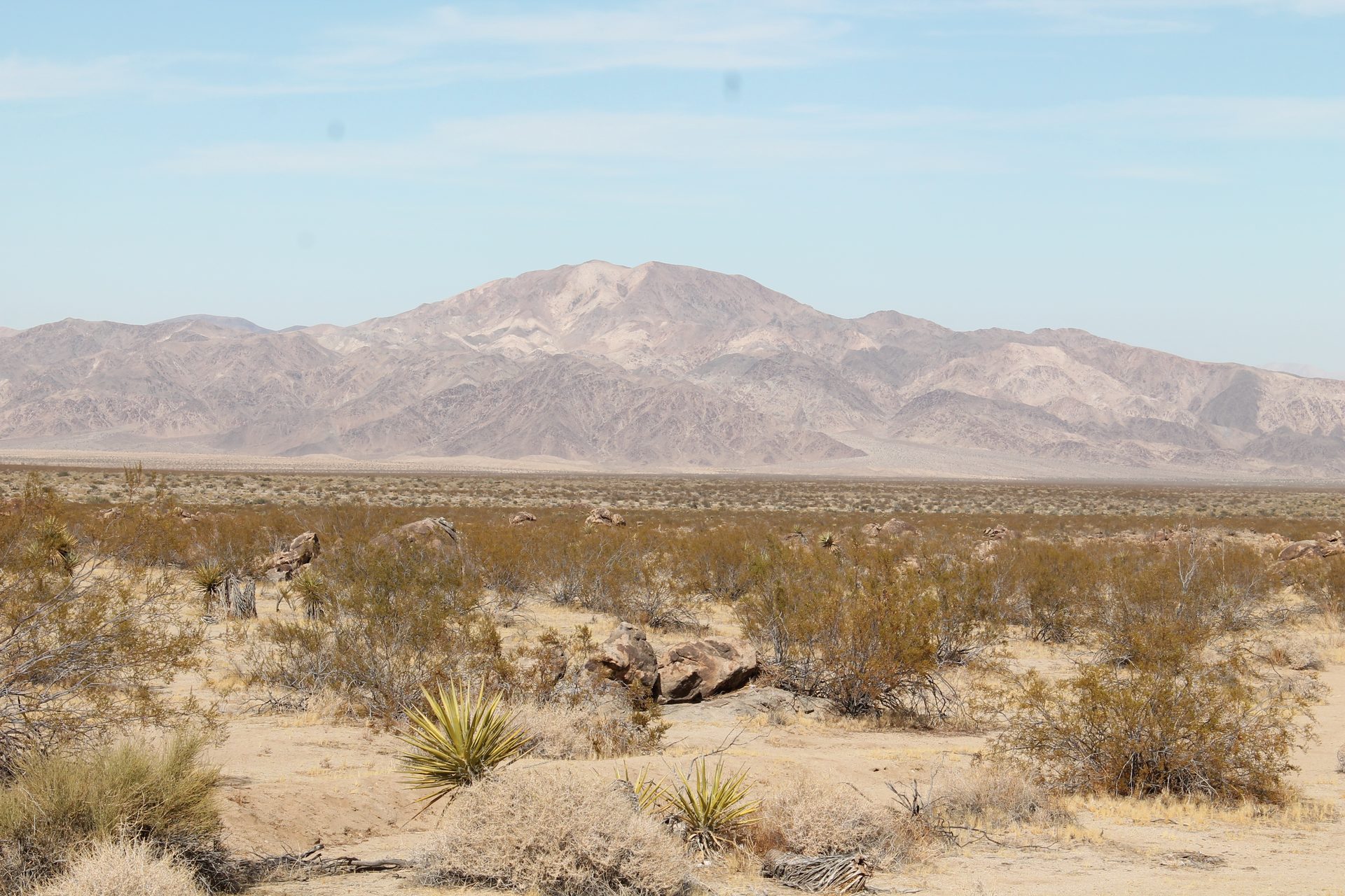 Joshua Tree photo