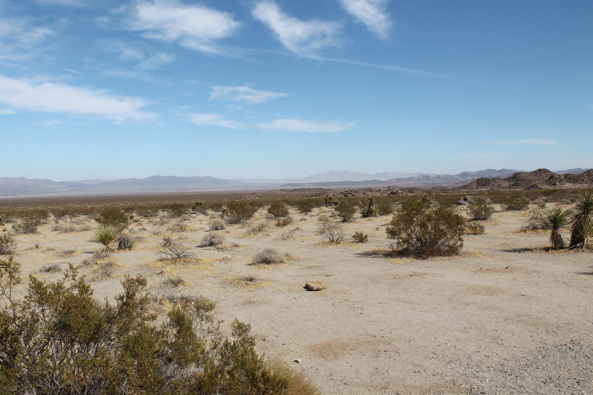 Joshua Tree photo
