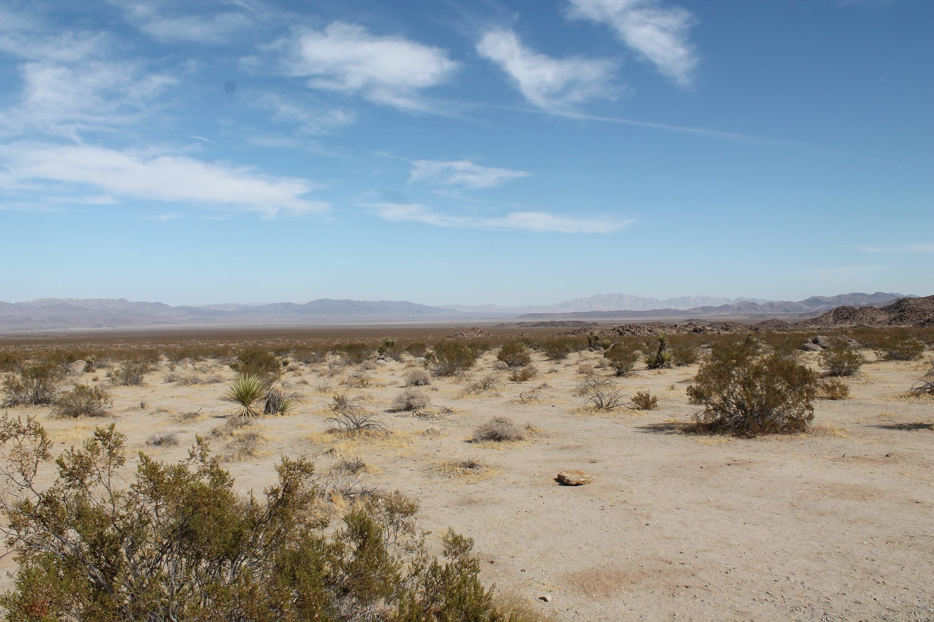 Joshua Tree photo