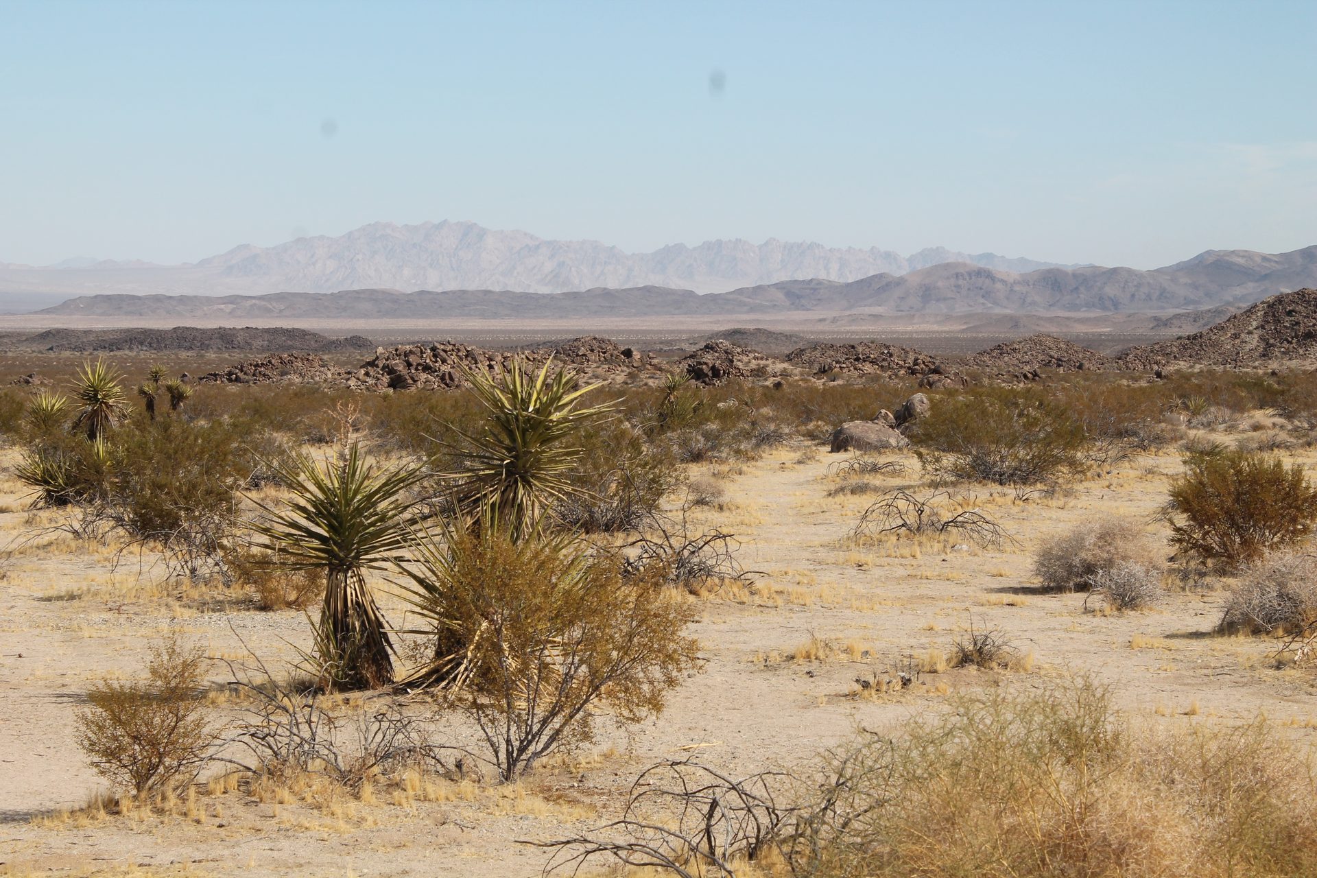 Joshua Tree photo