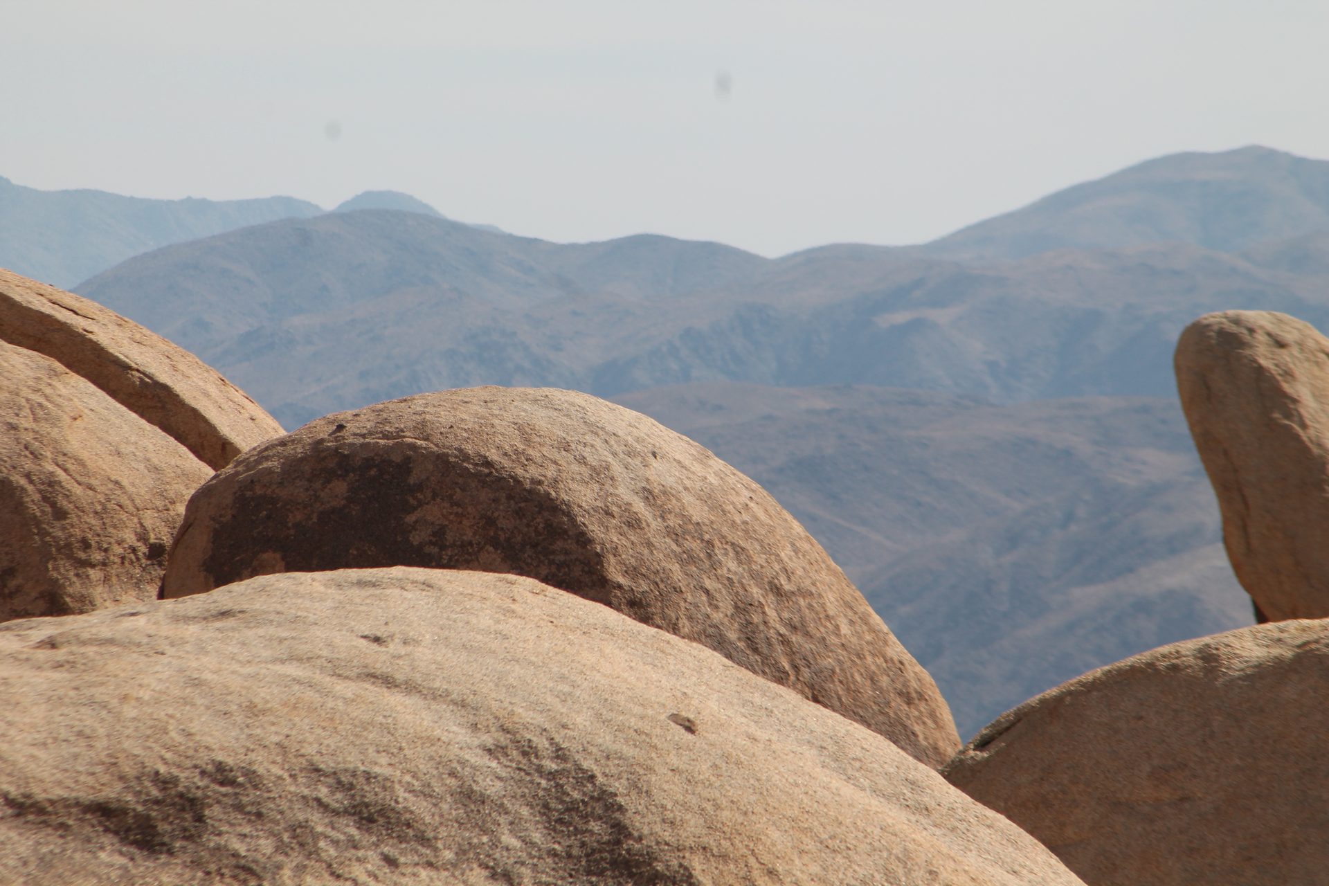 Joshua Tree photo