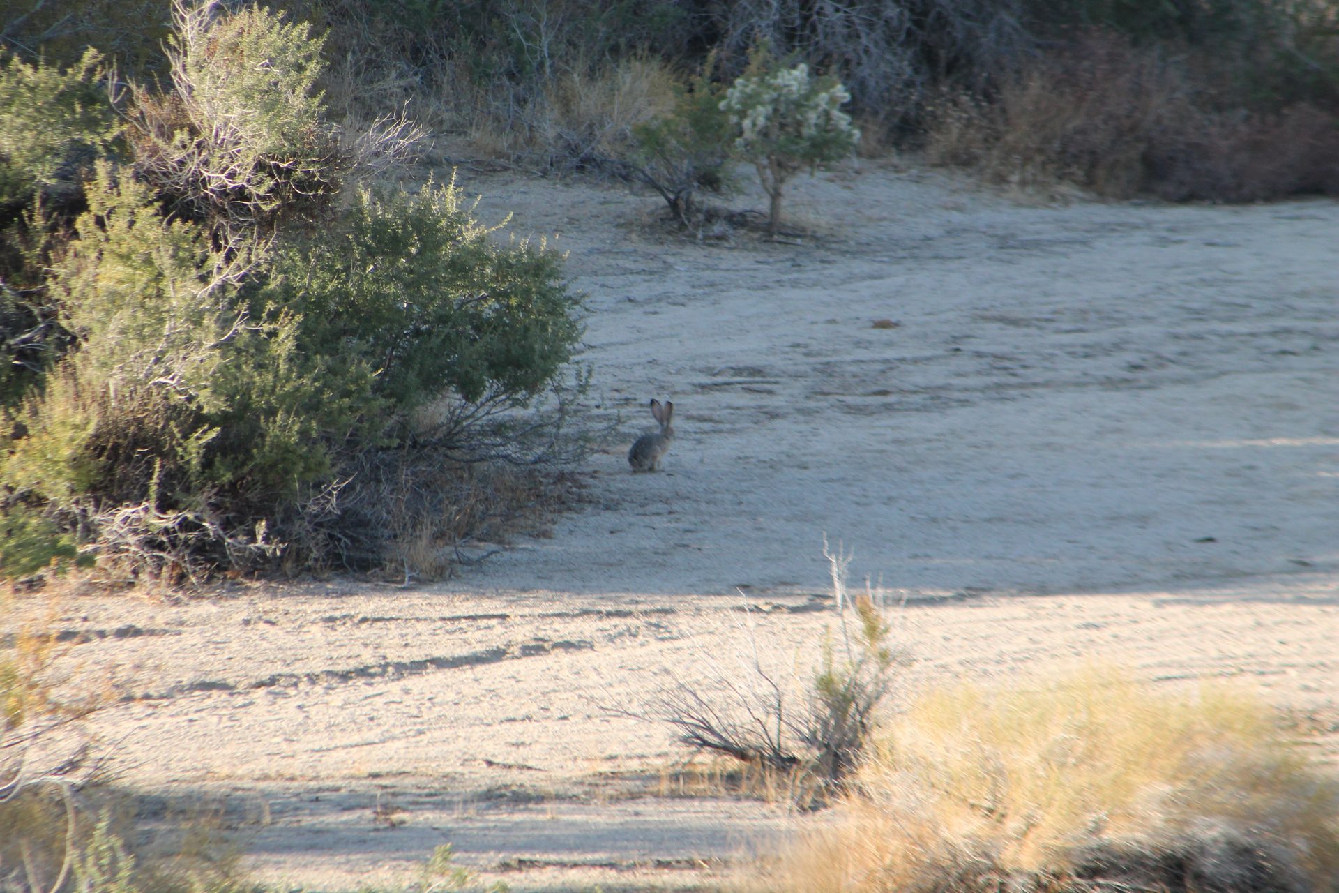 Joshua Tree photo