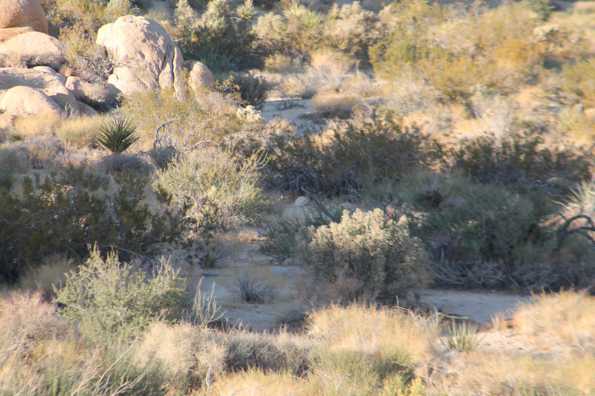 Joshua Tree photo