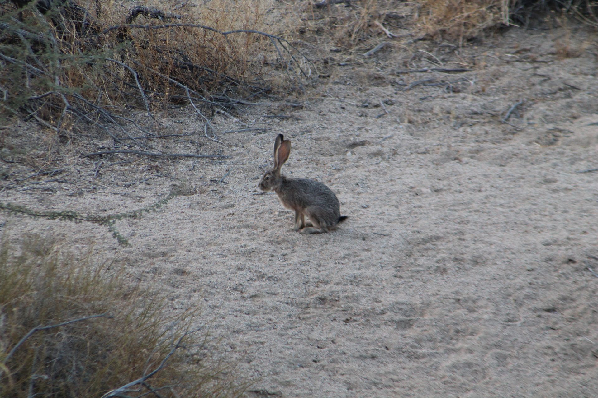 Joshua Tree photo