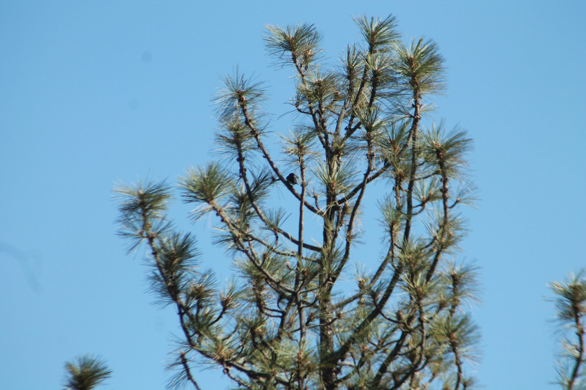 Joshua Tree photo