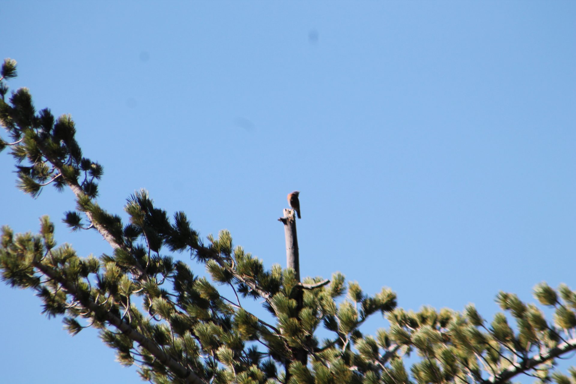 Joshua Tree photo