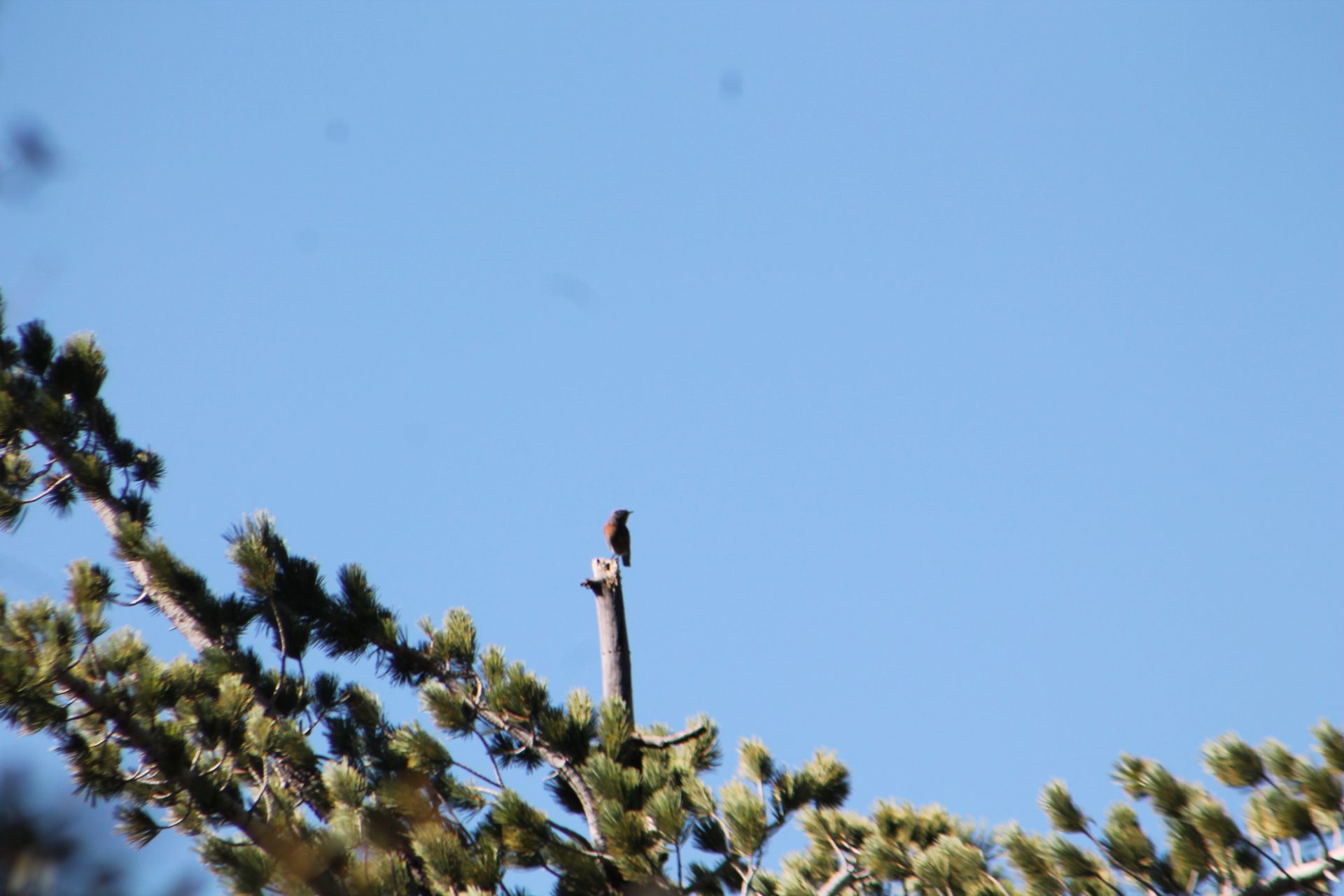 Joshua Tree photo