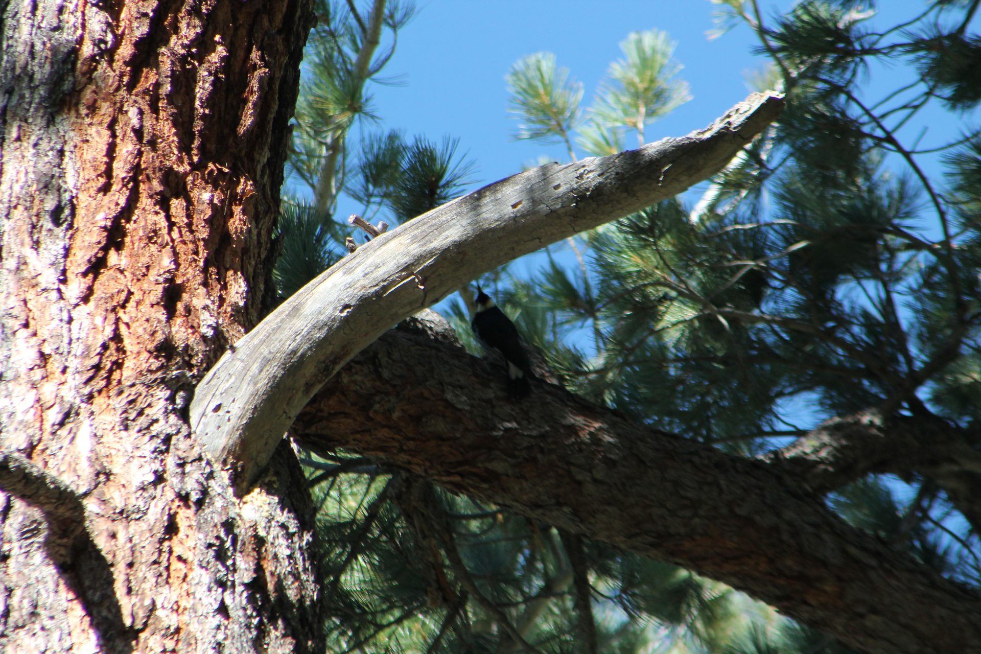 Joshua Tree photo