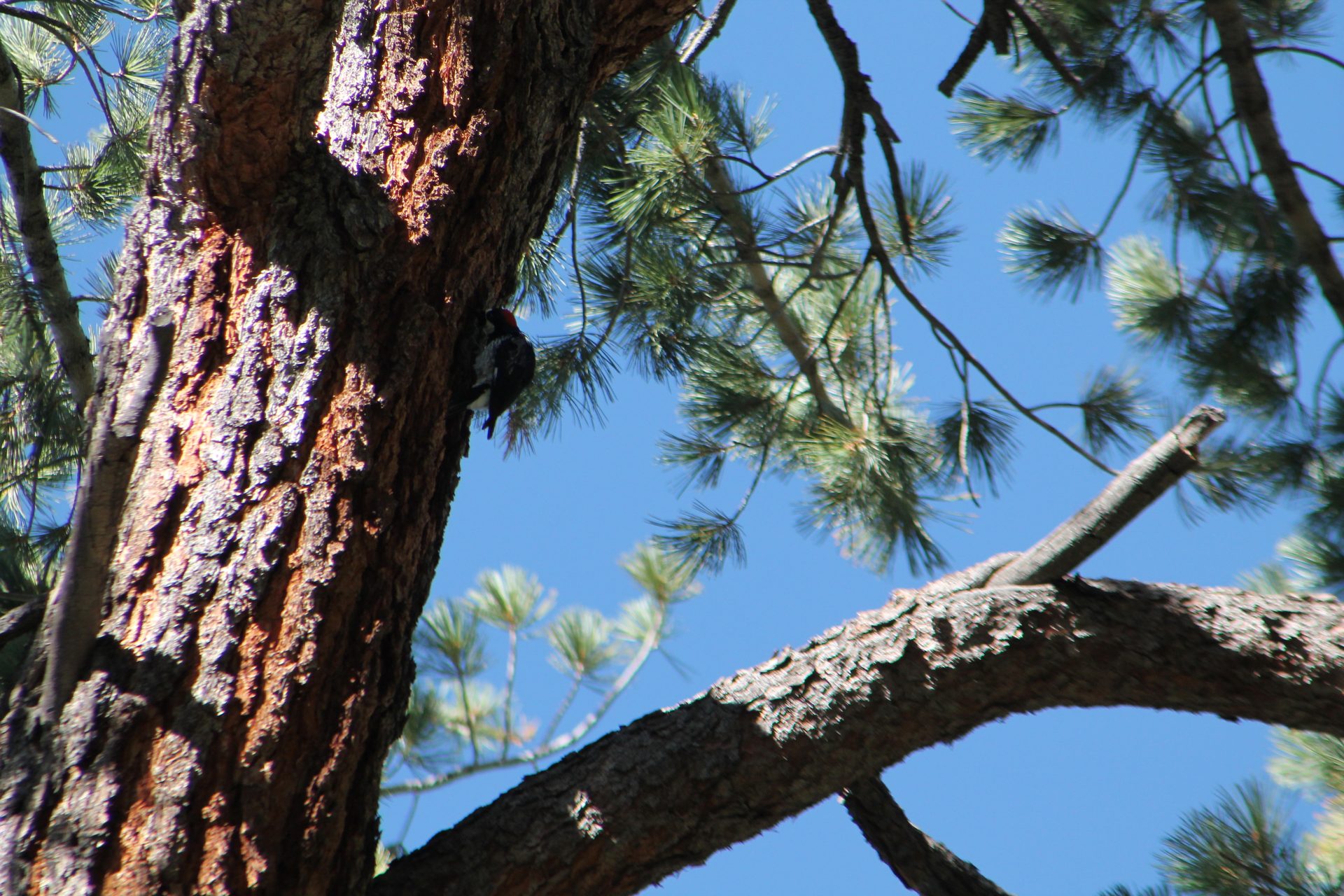 Joshua Tree photo