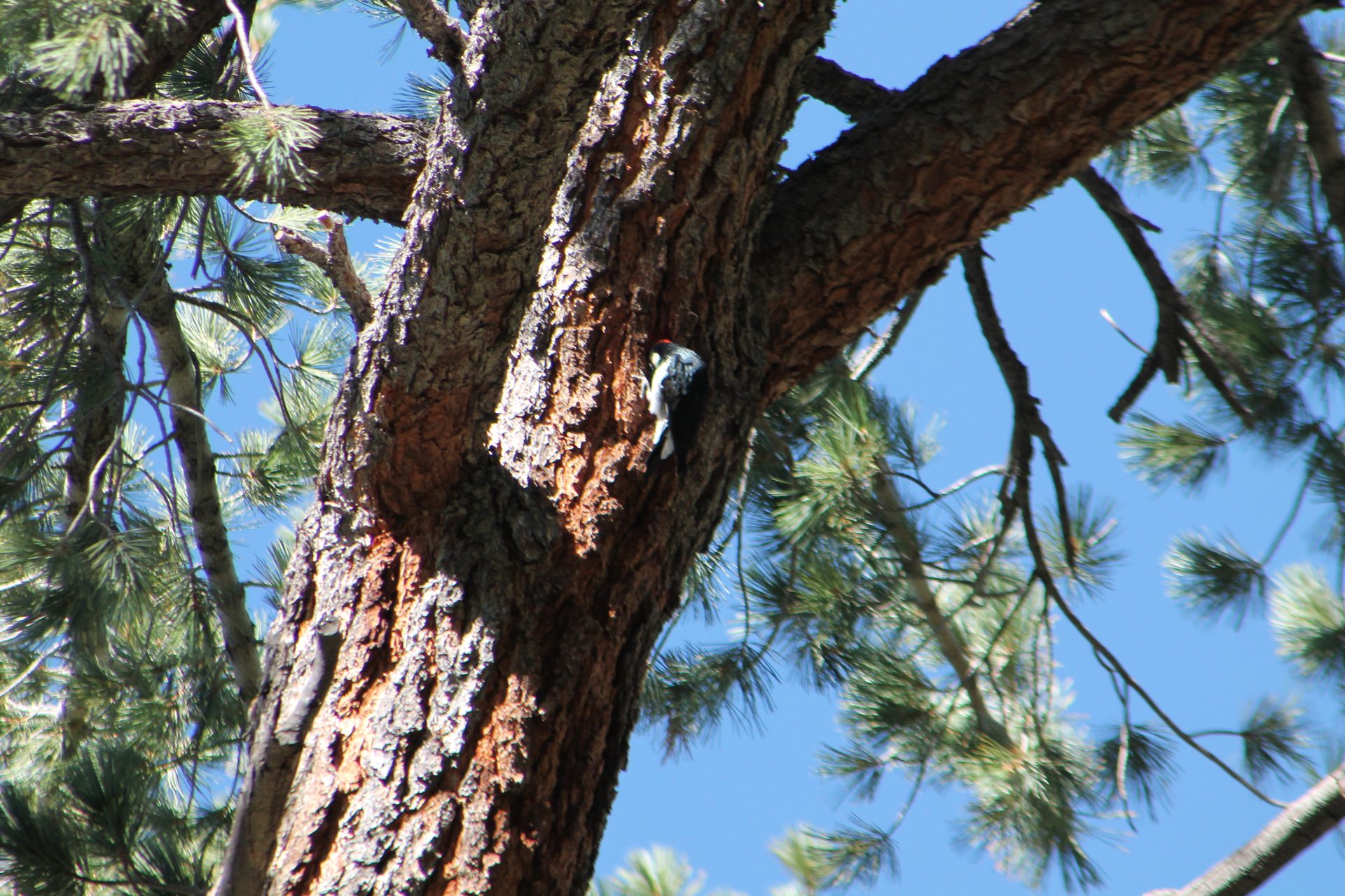 Joshua Tree photo