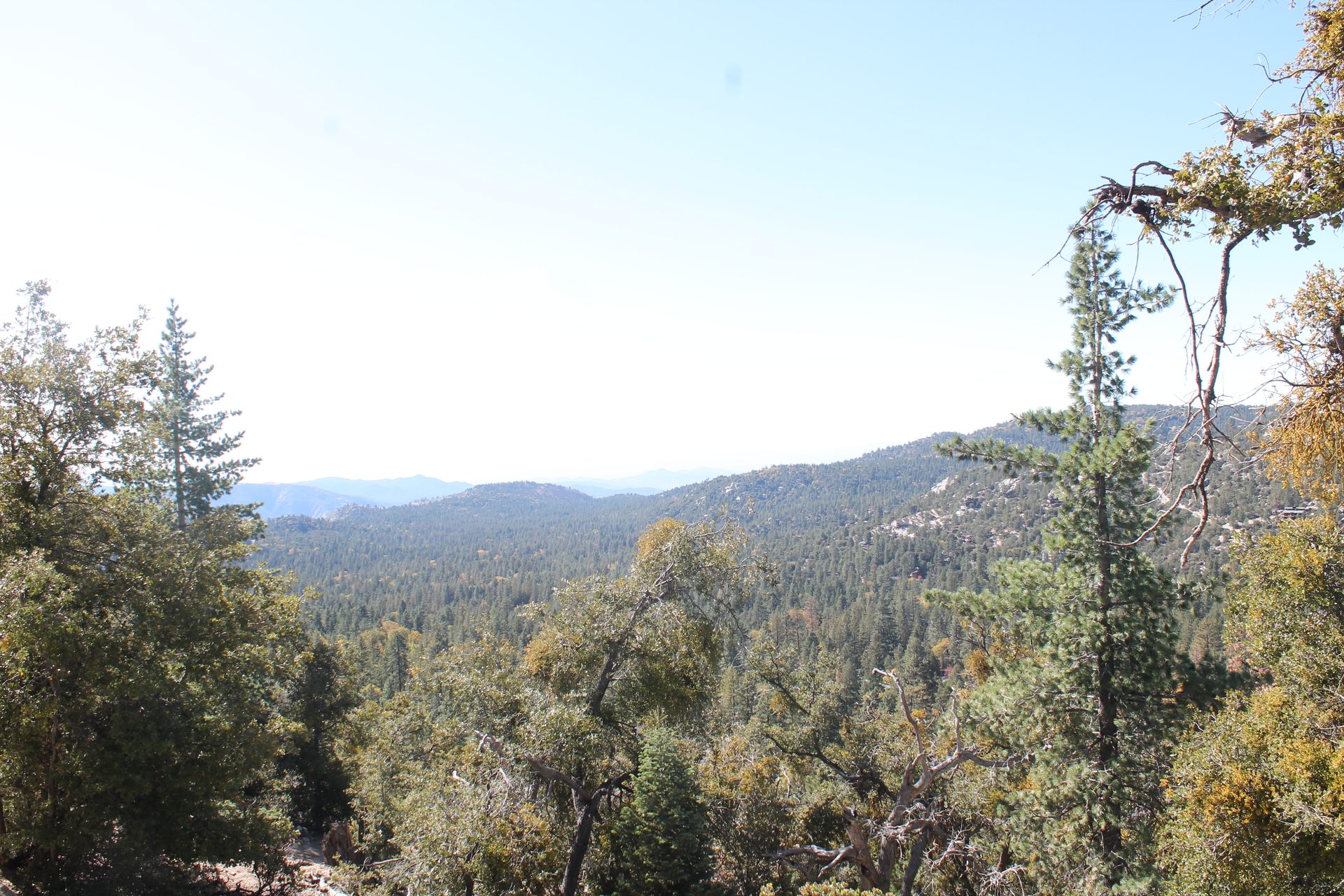 Joshua Tree photo