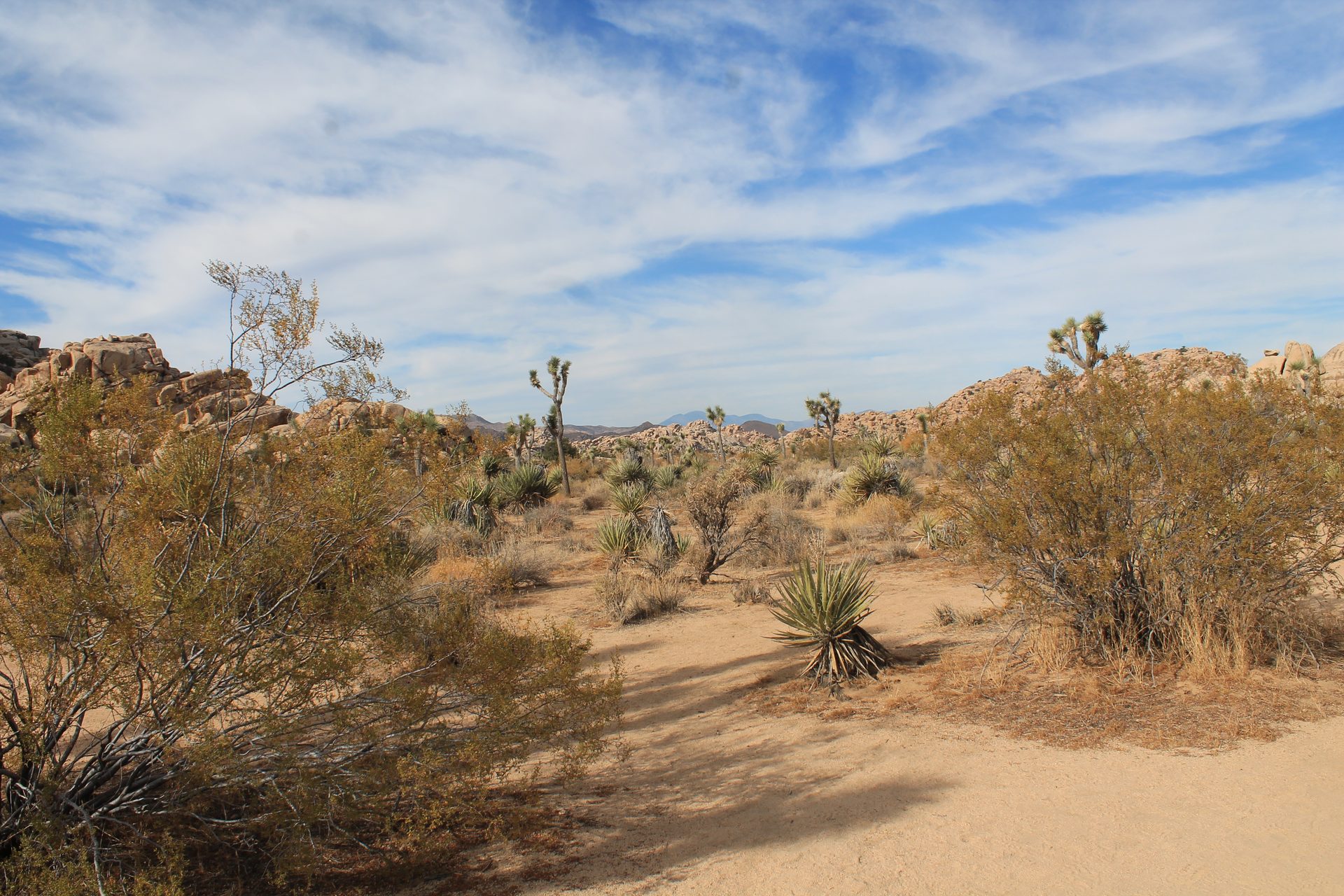 Joshua Tree photo