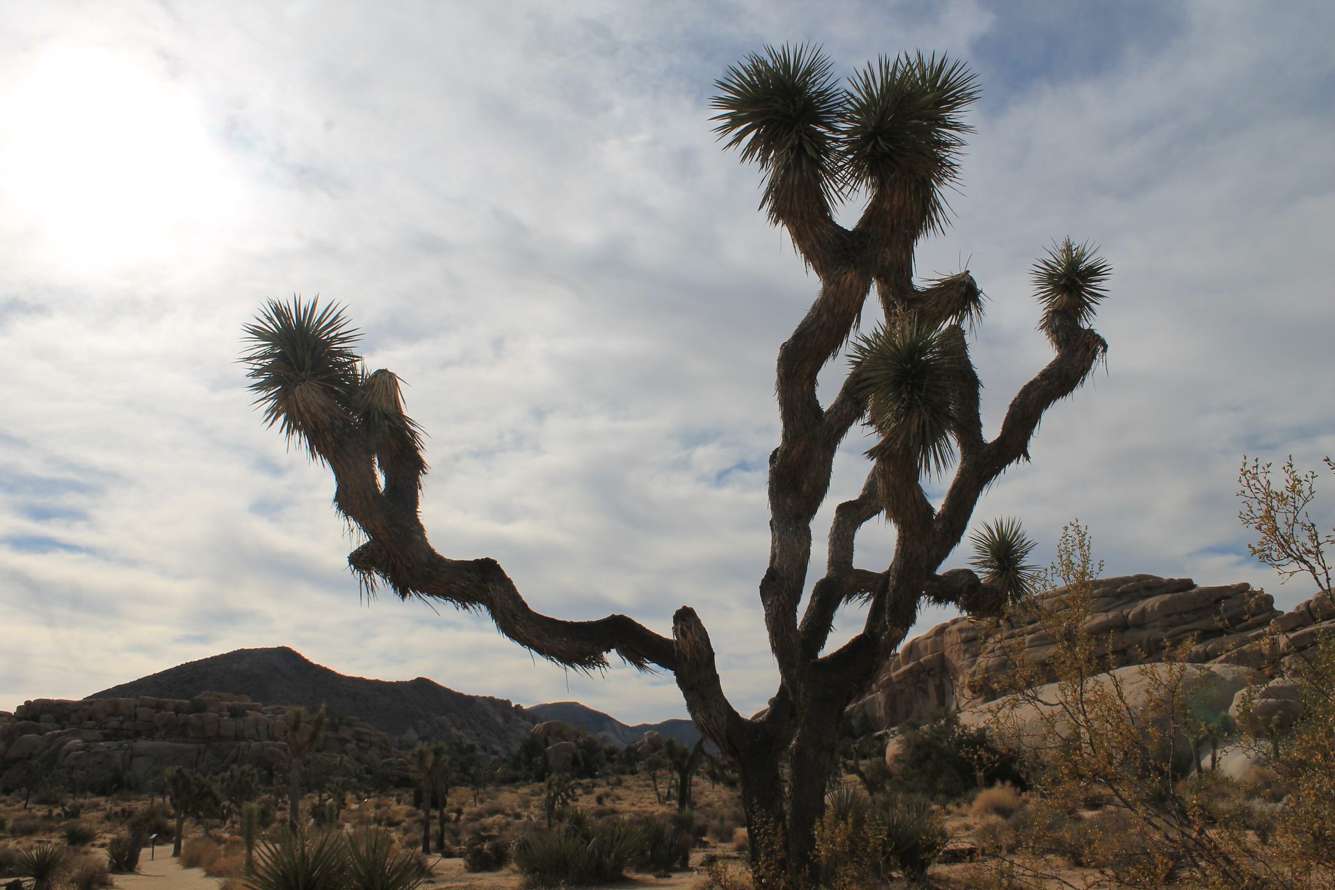 Joshua Tree photo