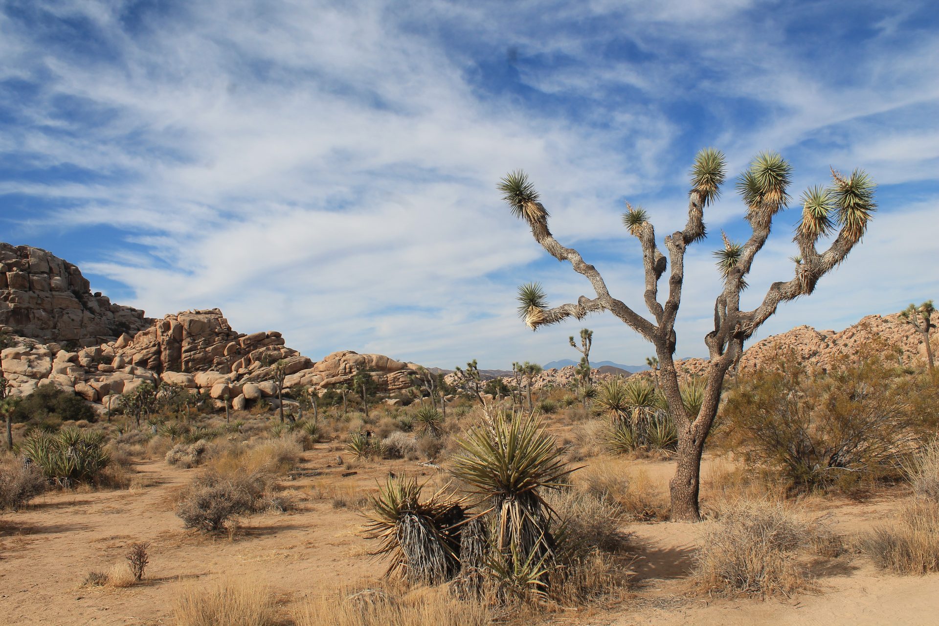 Joshua Tree photo