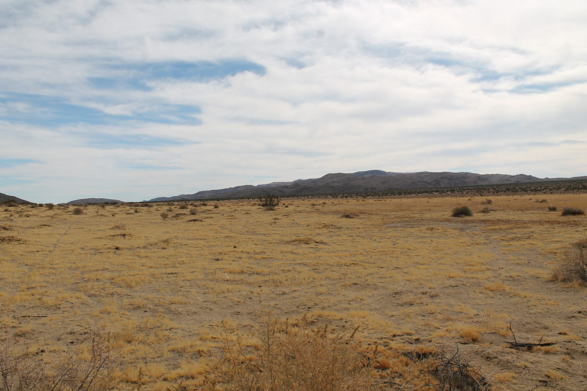 Joshua Tree photo