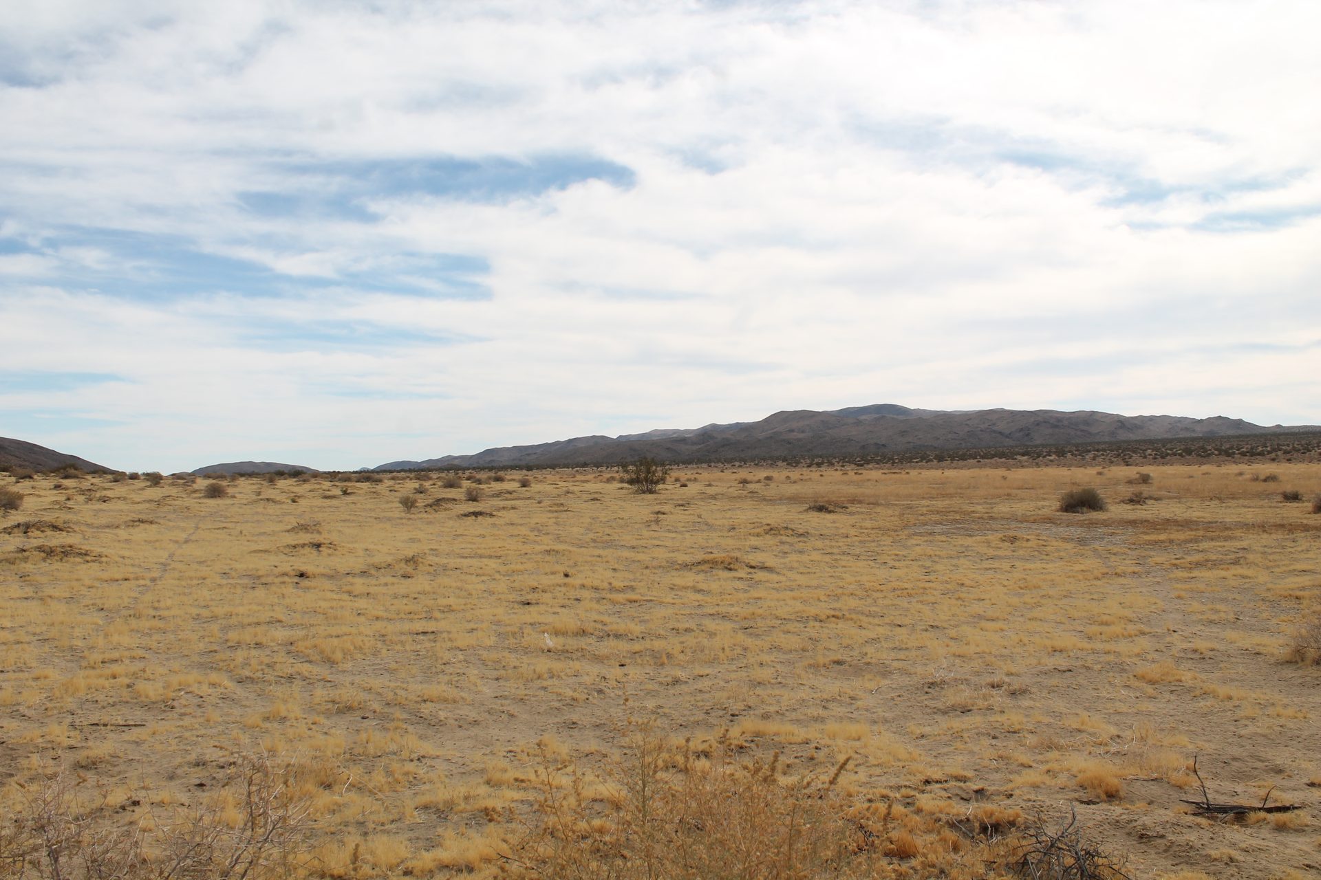 Joshua Tree photo
