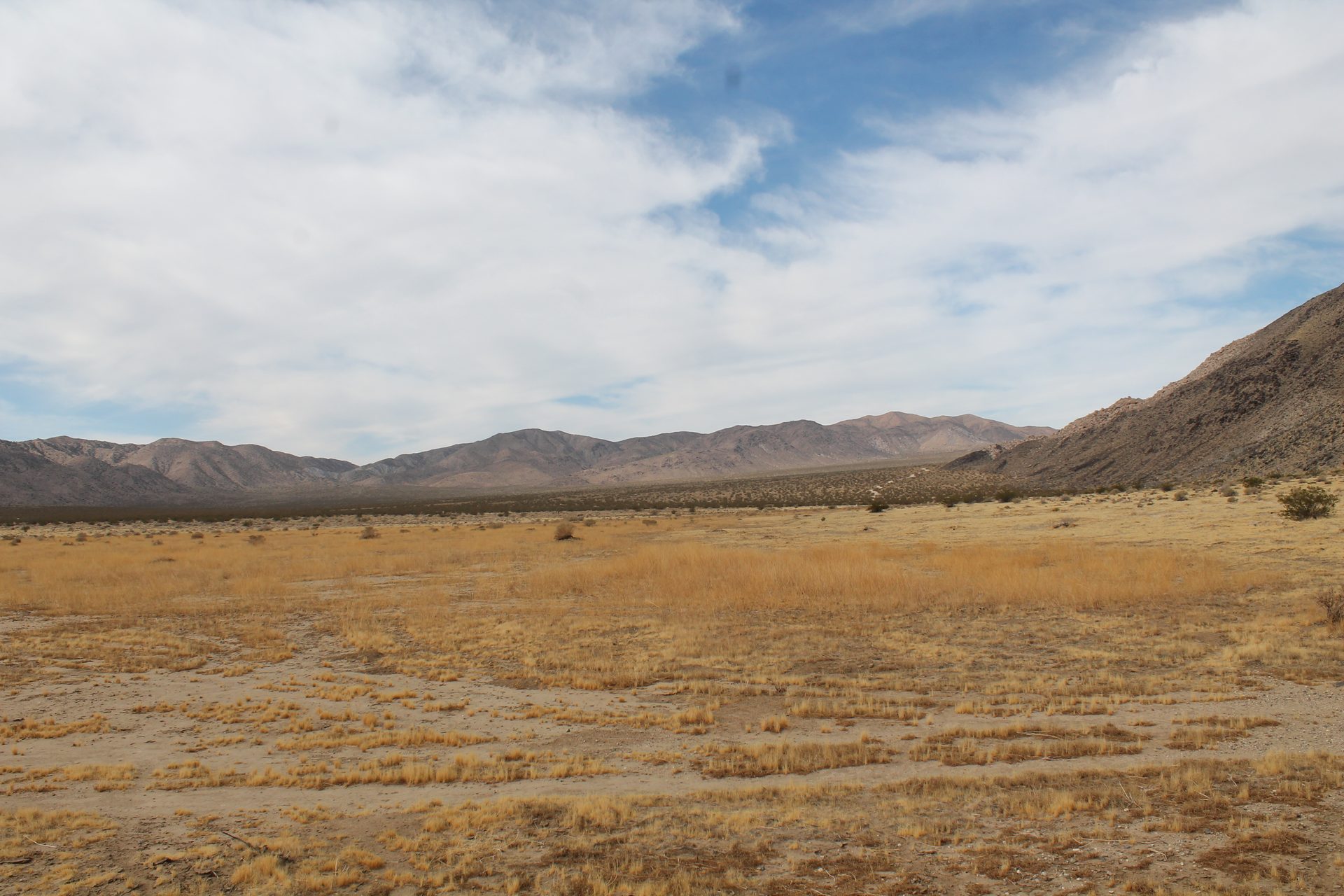 Joshua Tree photo