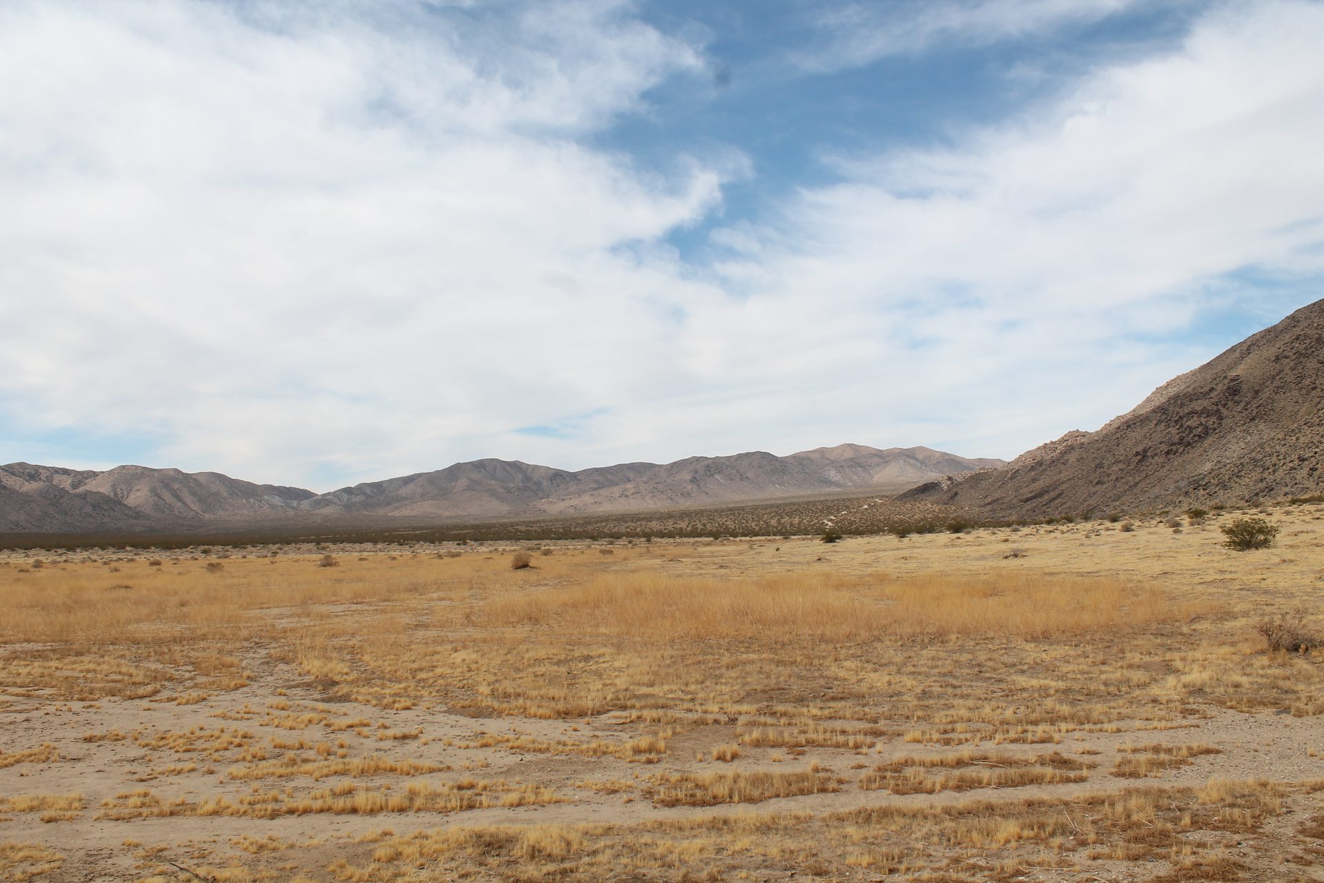Joshua Tree photo