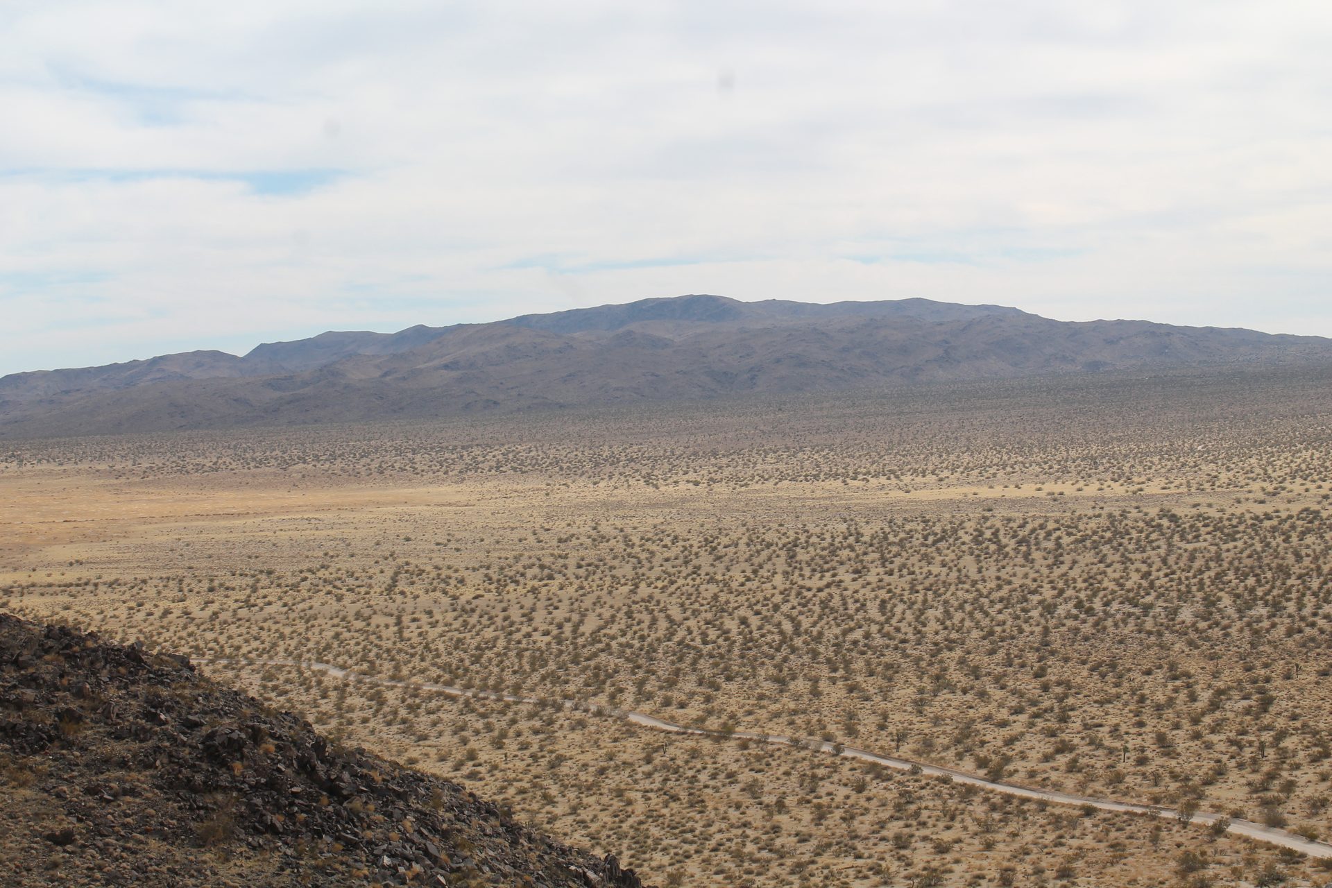 Joshua Tree photo