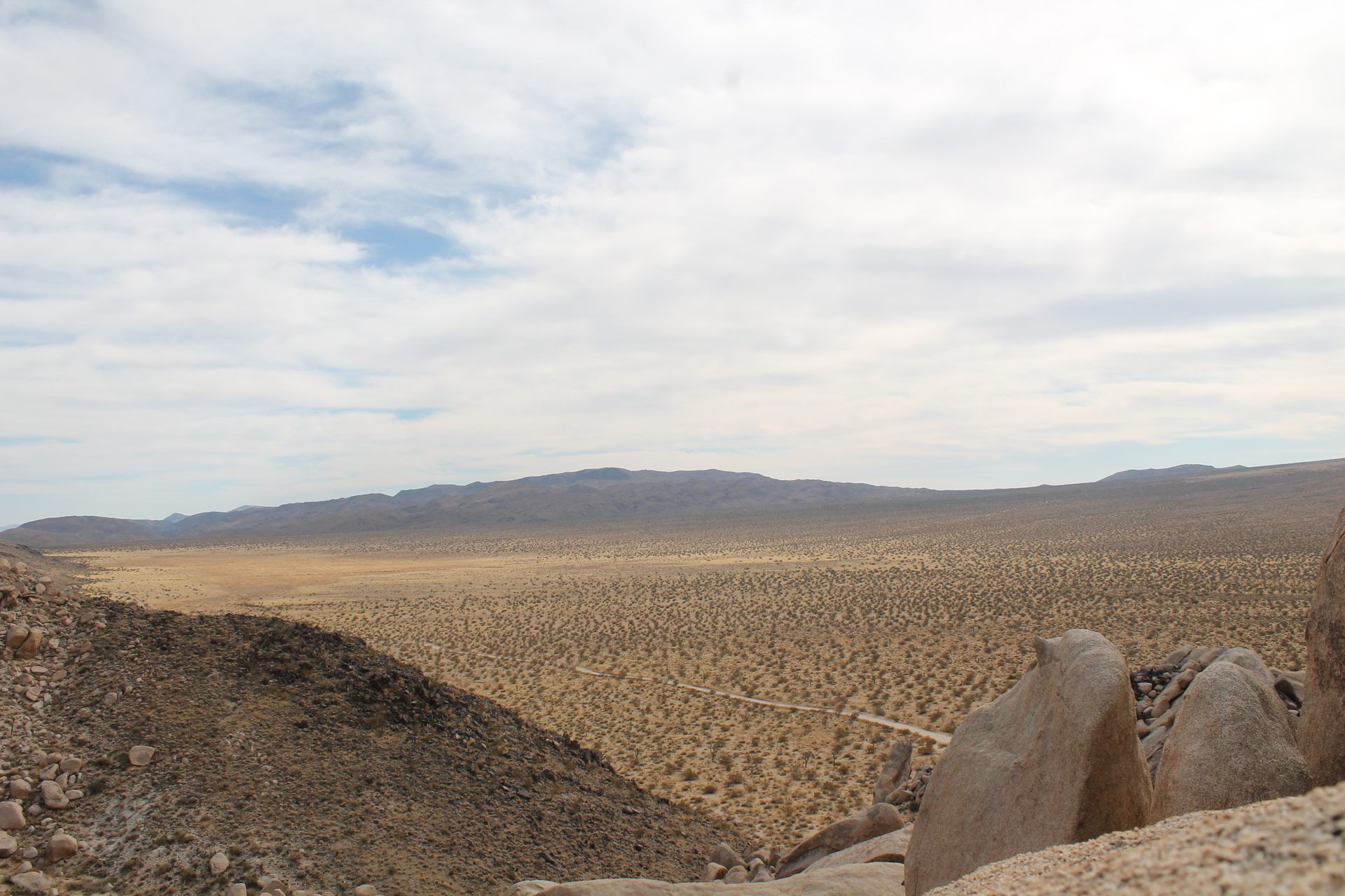 Joshua Tree photo