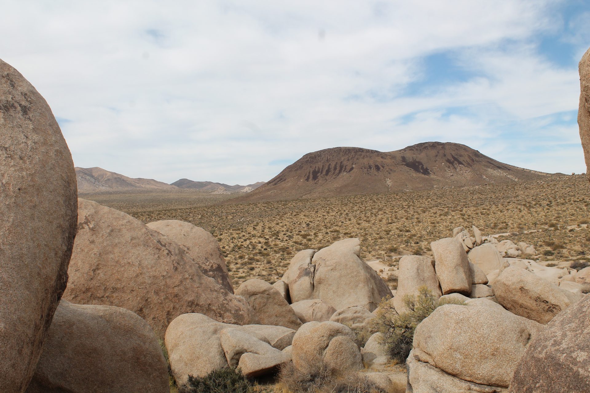 Joshua Tree photo