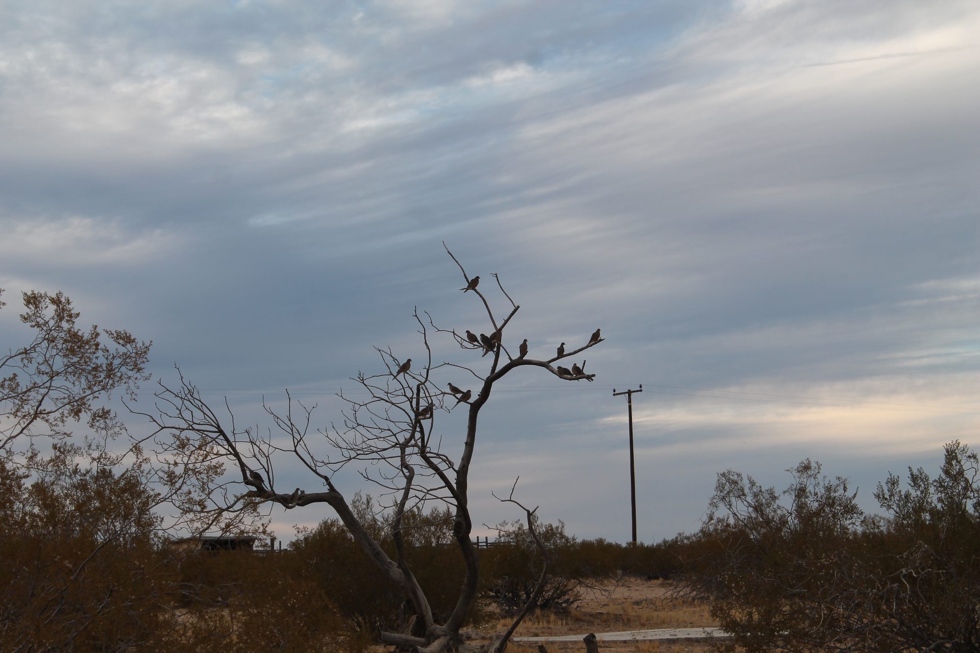 Joshua Tree photo