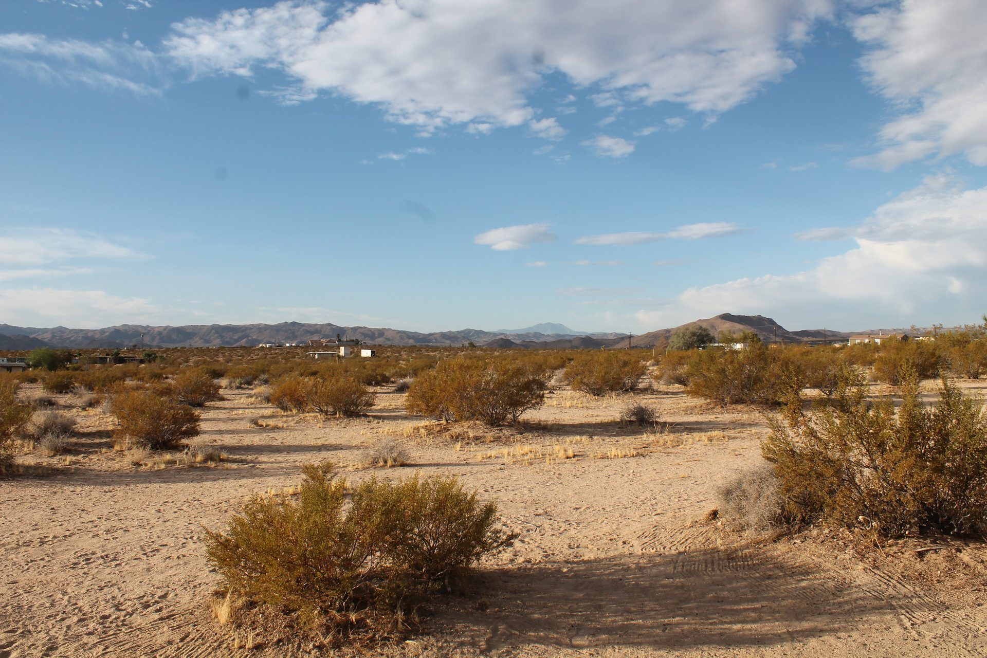 Joshua Tree photo