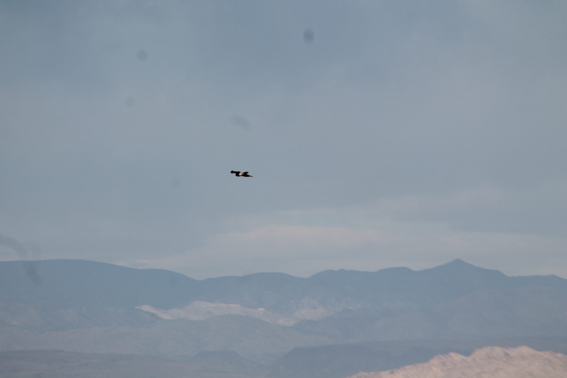 Joshua Tree photo