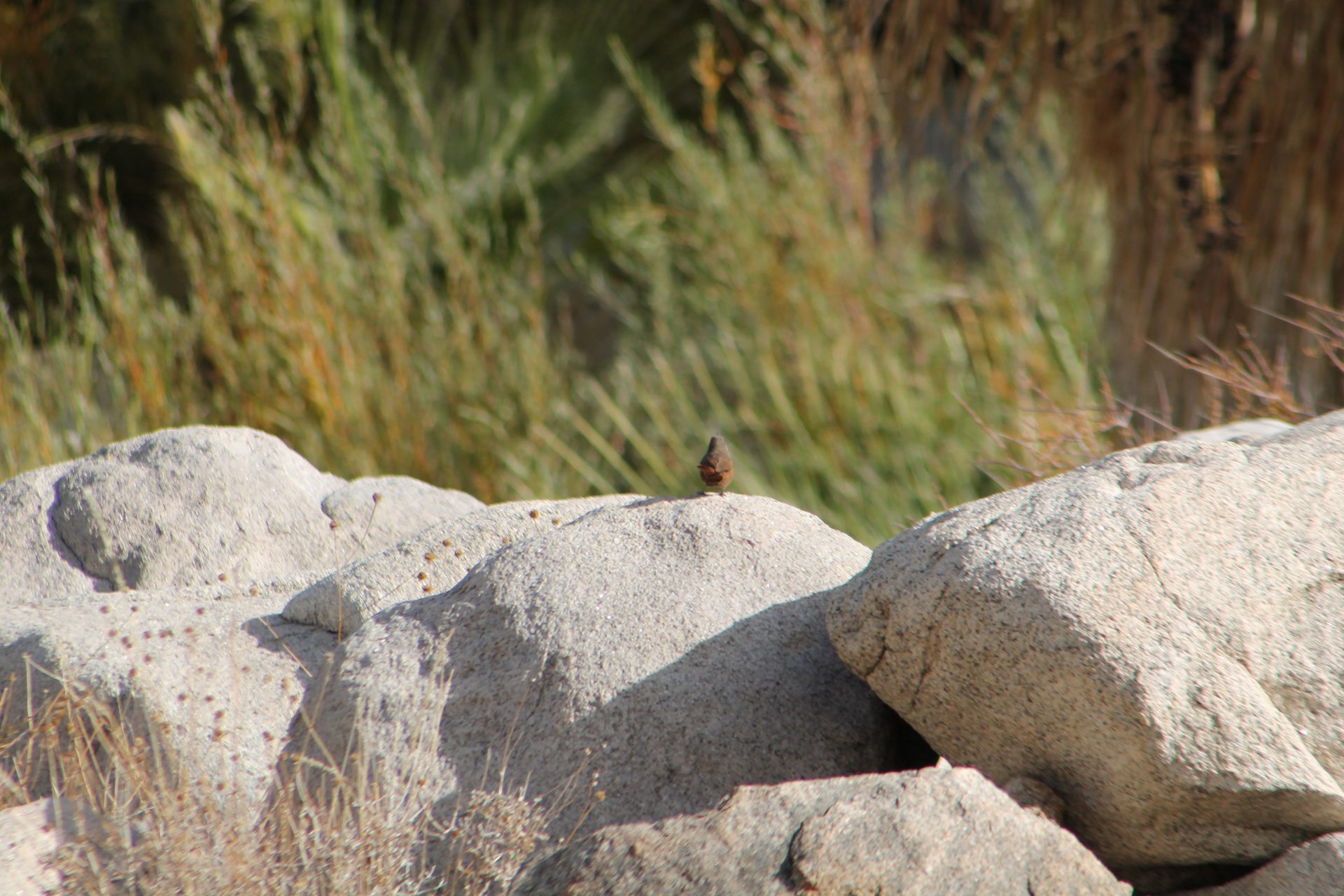 Joshua Tree photo