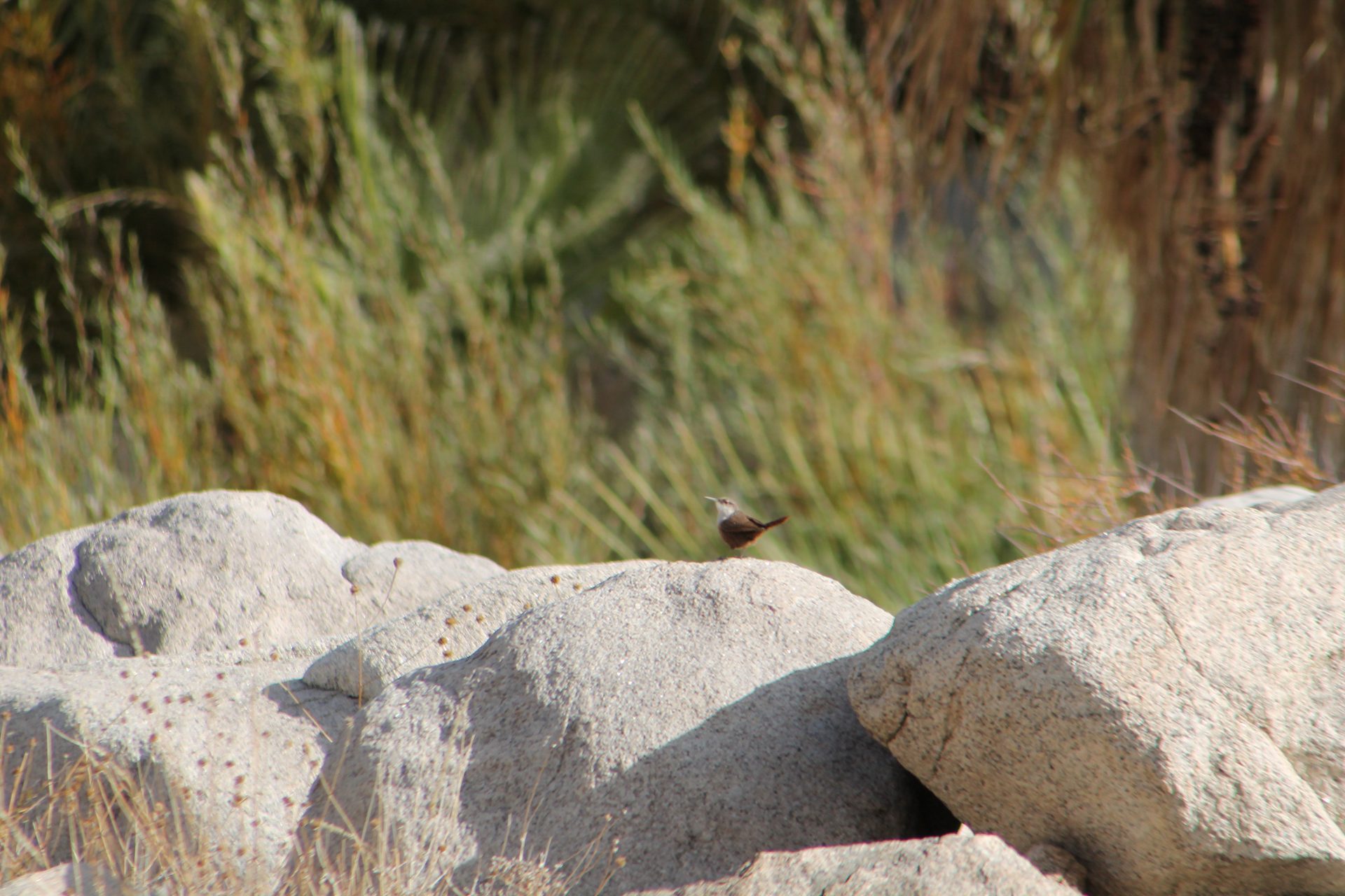 Joshua Tree photo