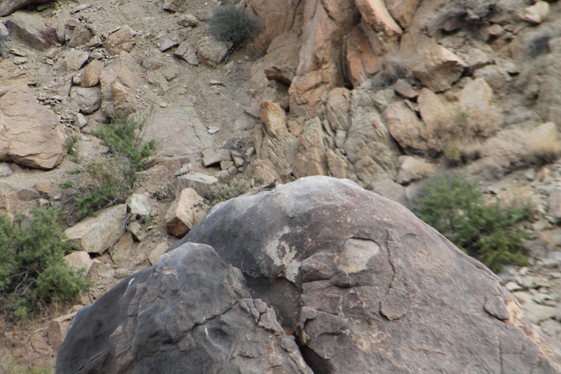 Joshua Tree photo