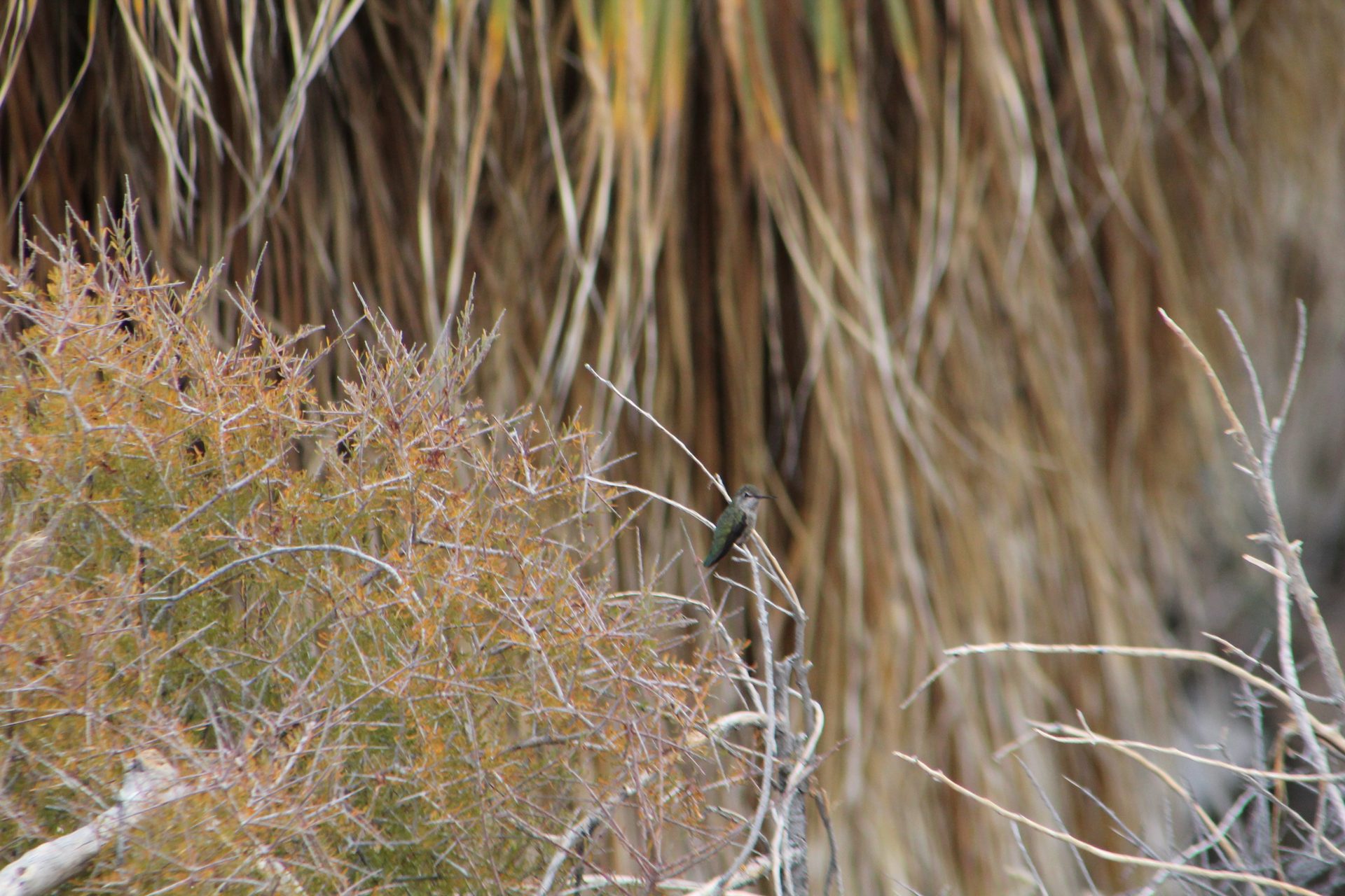 Joshua Tree photo