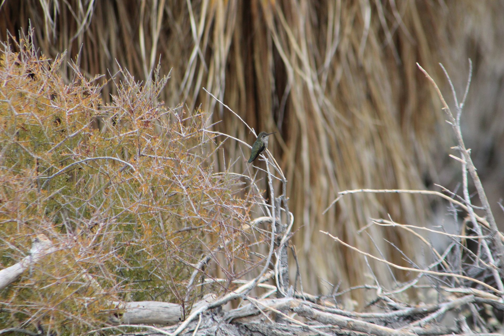 Joshua Tree photo