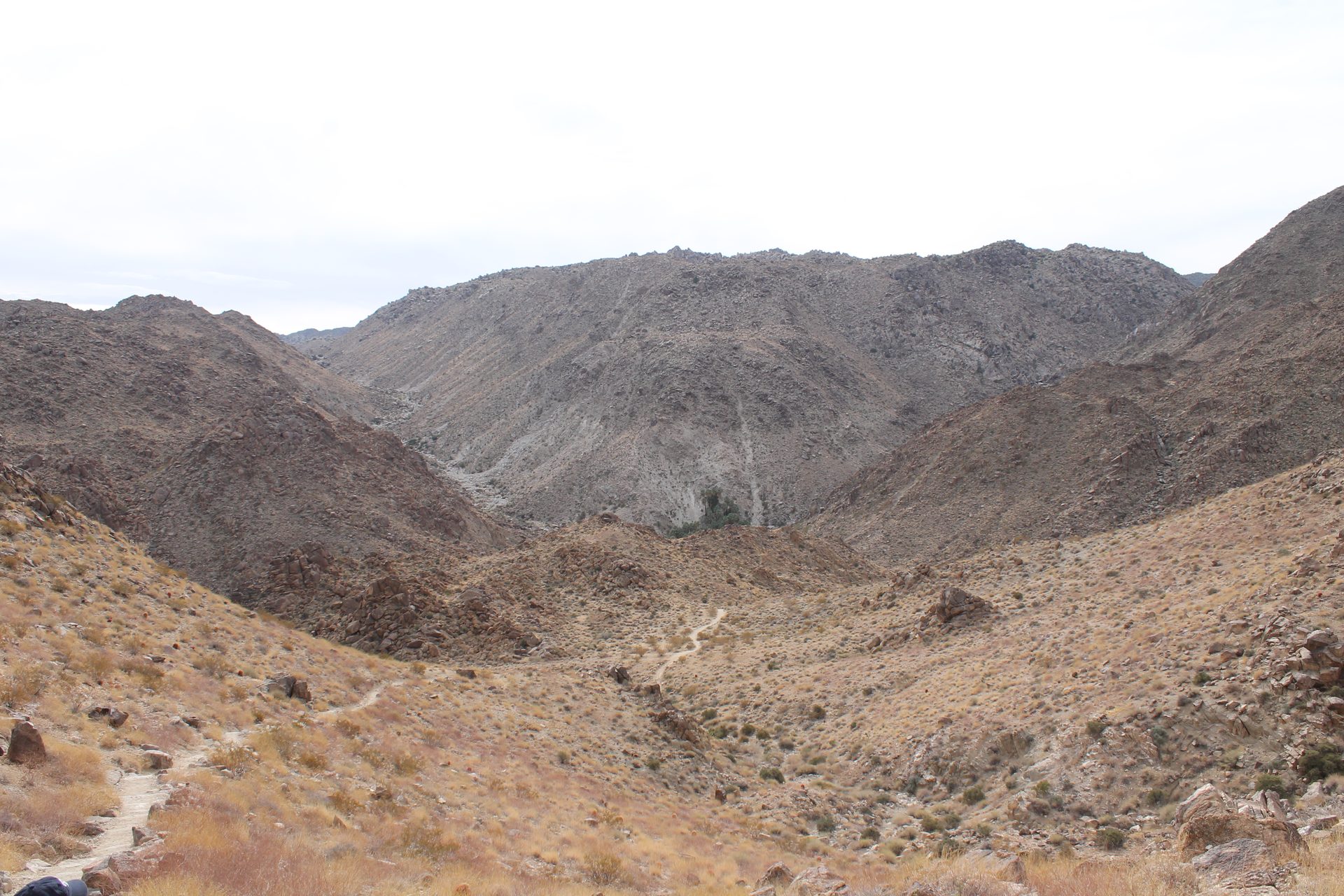 Joshua Tree photo