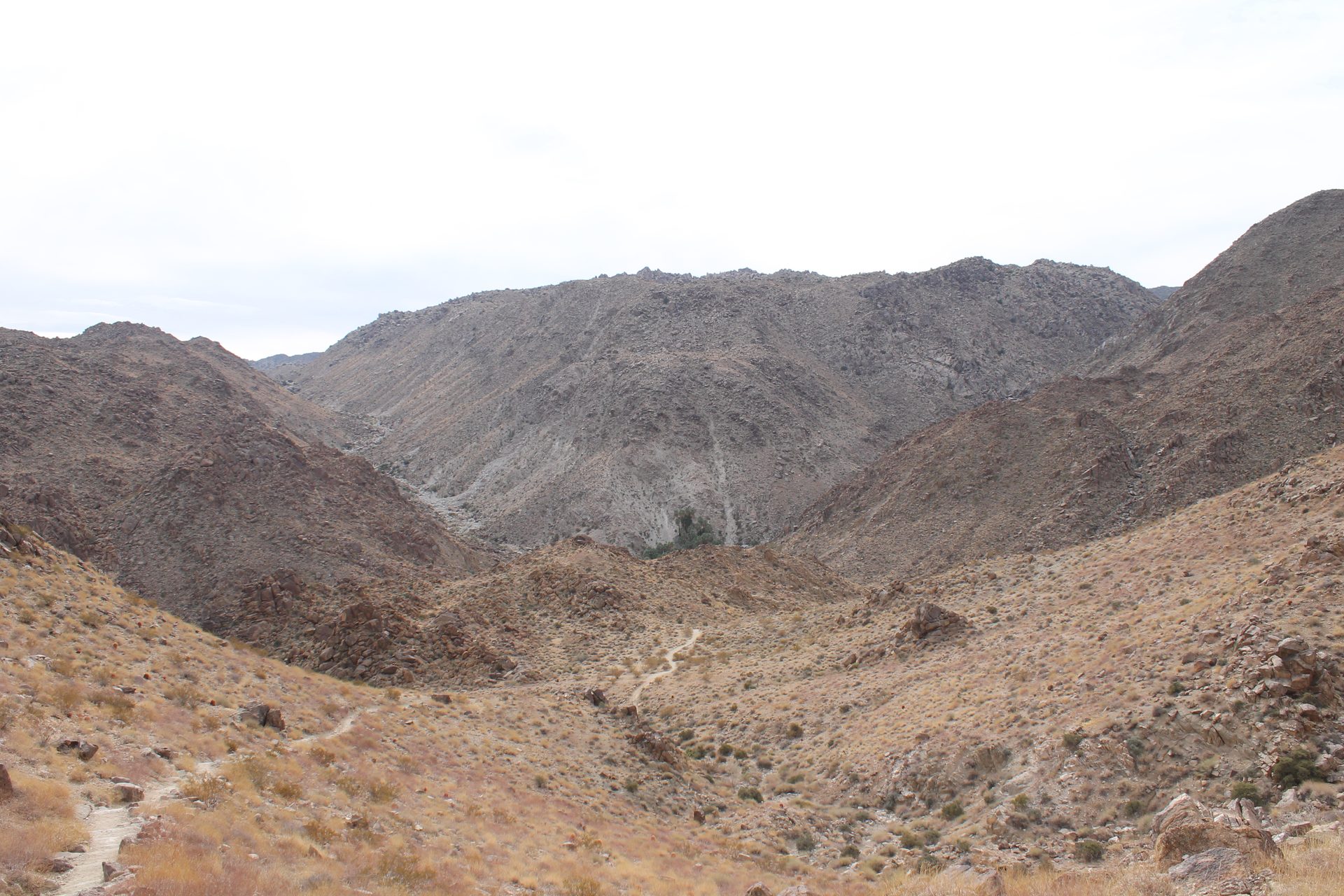Joshua Tree photo