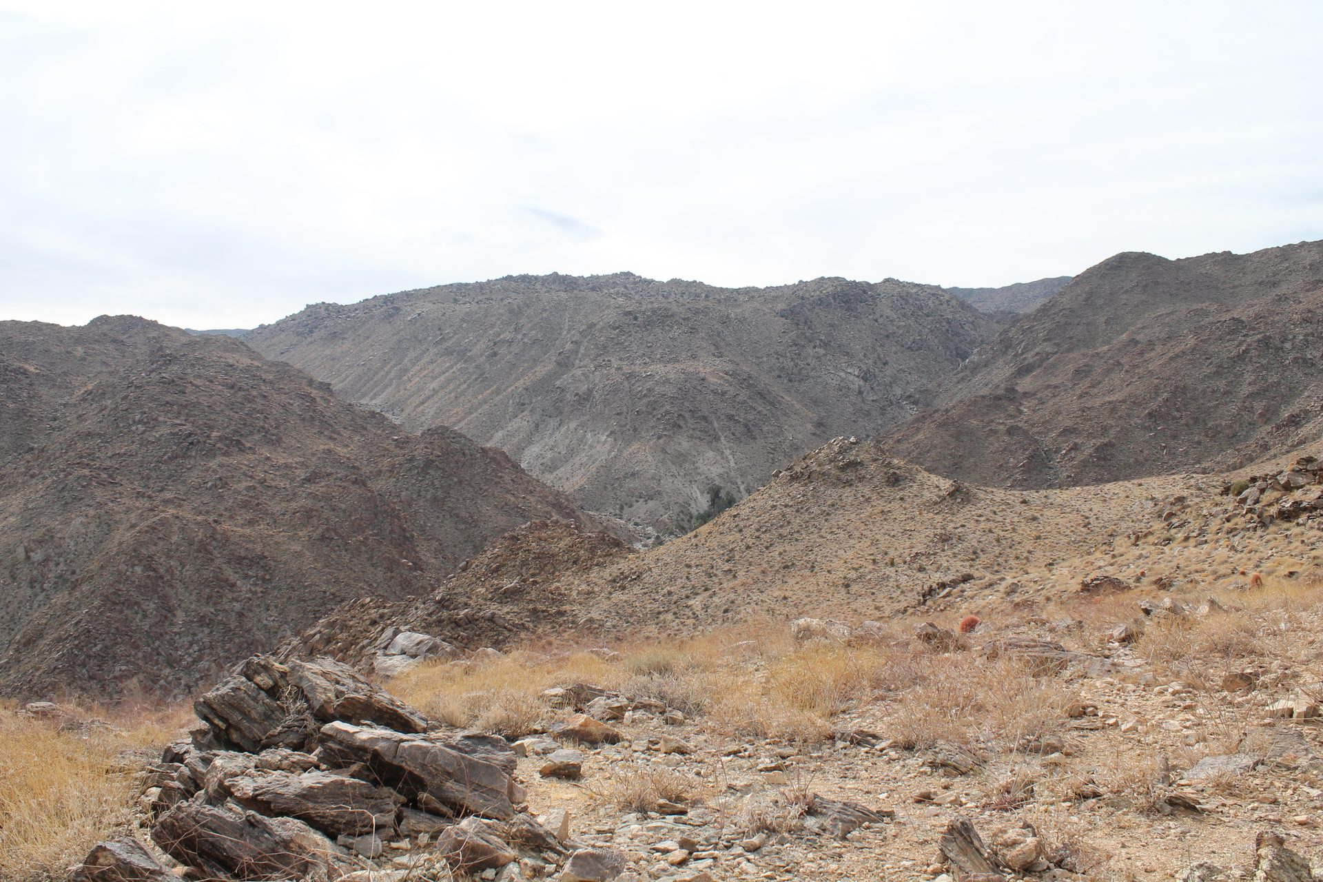 Joshua Tree photo