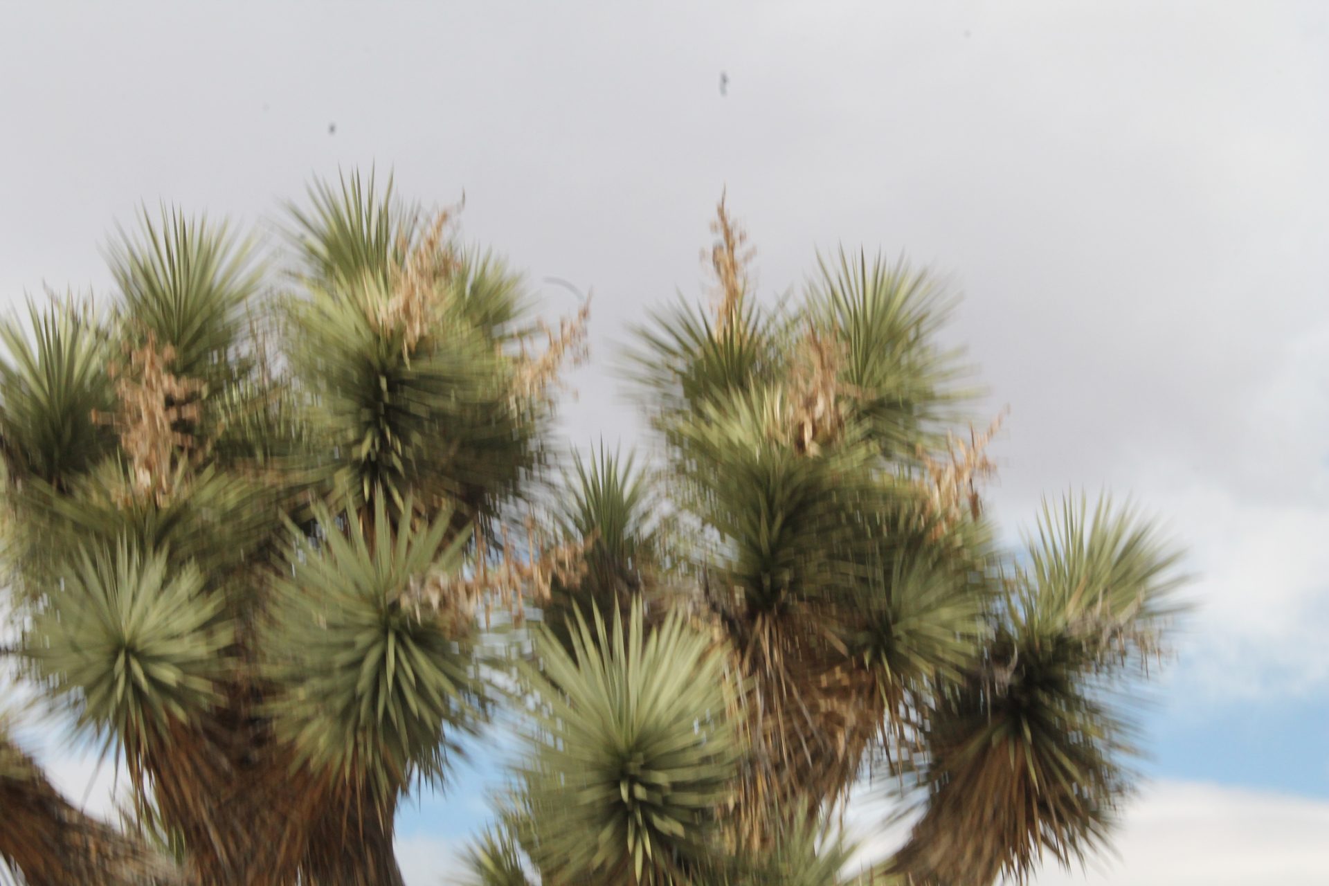 Joshua Tree photo