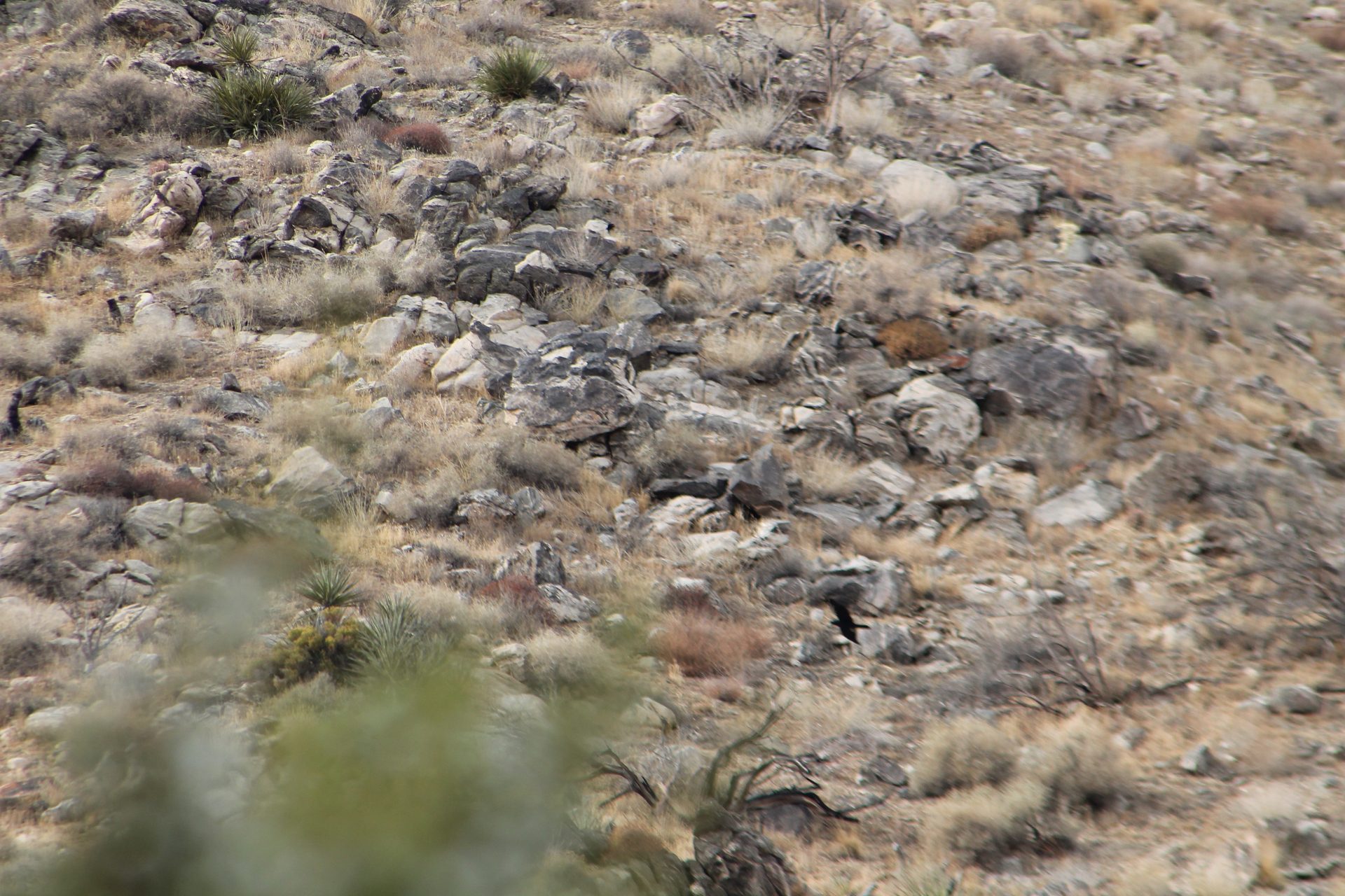 Joshua Tree photo