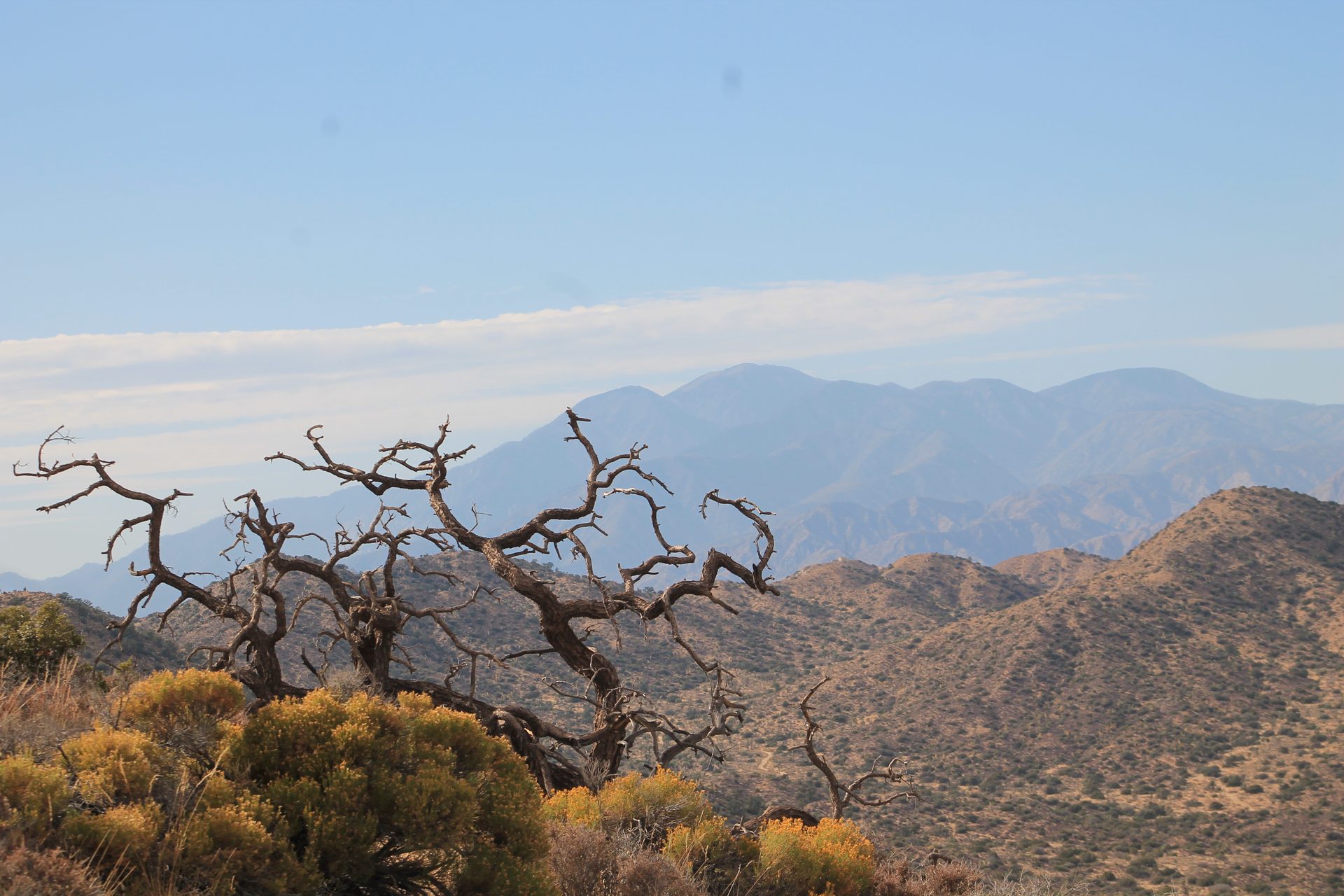 Joshua Tree photo