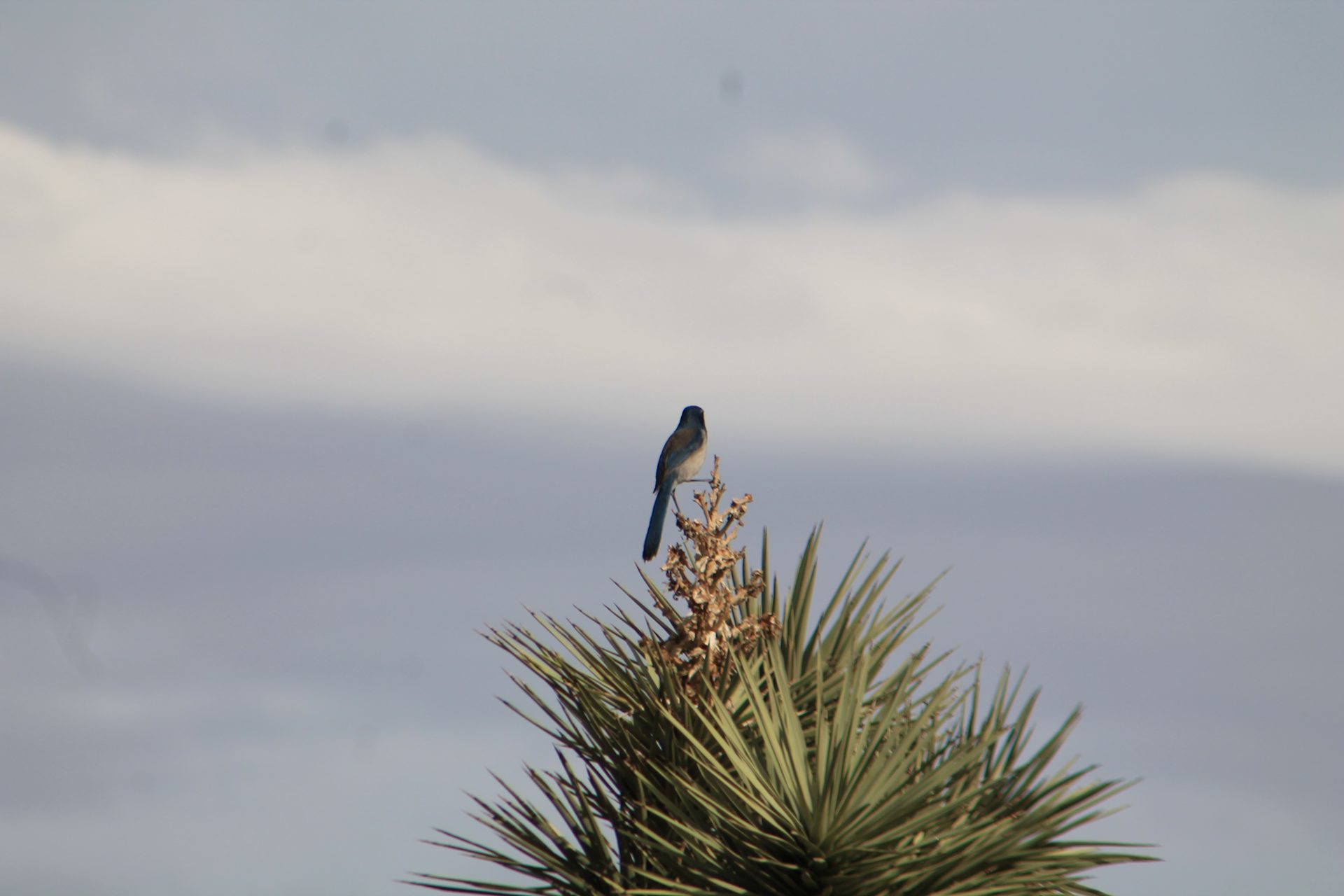 Joshua Tree photo