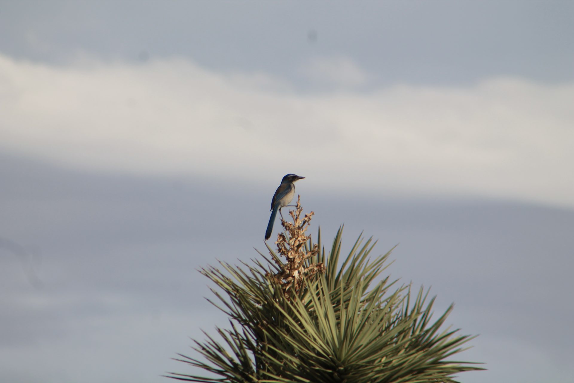 Joshua Tree photo