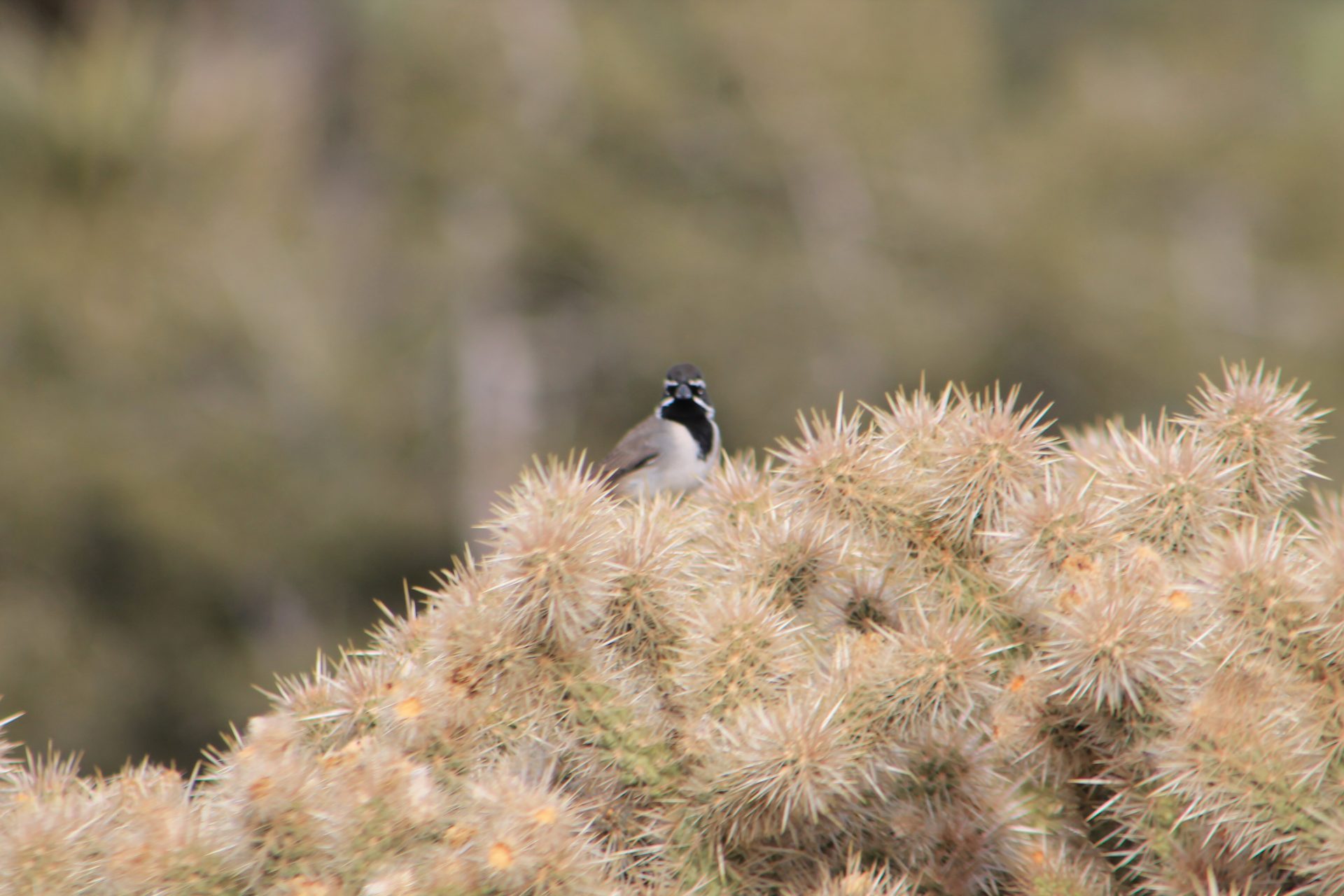 Joshua Tree photo